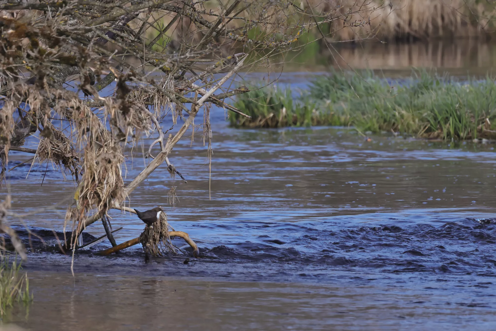 Eine Wasseramsel