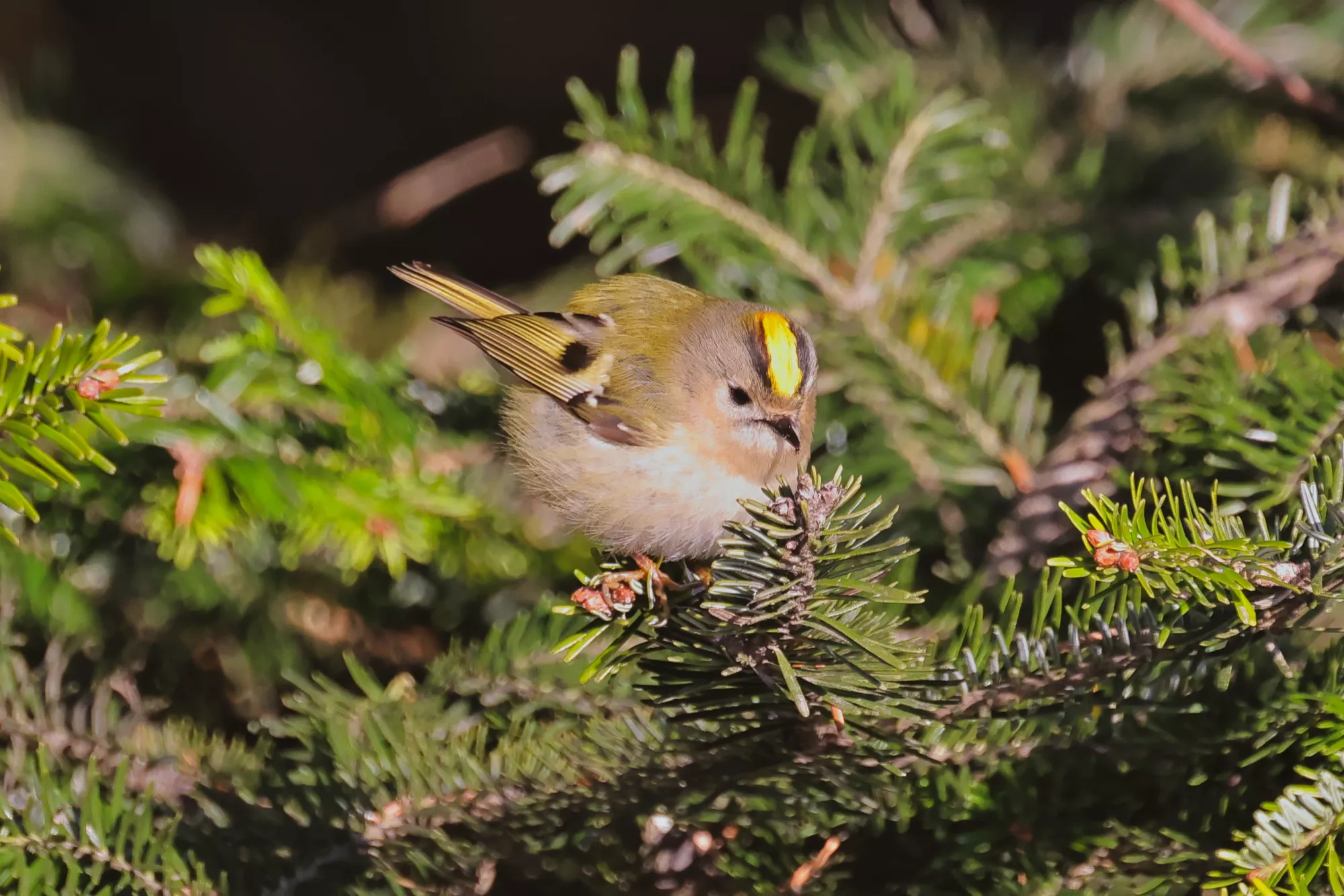 Ein Goldhähnchen