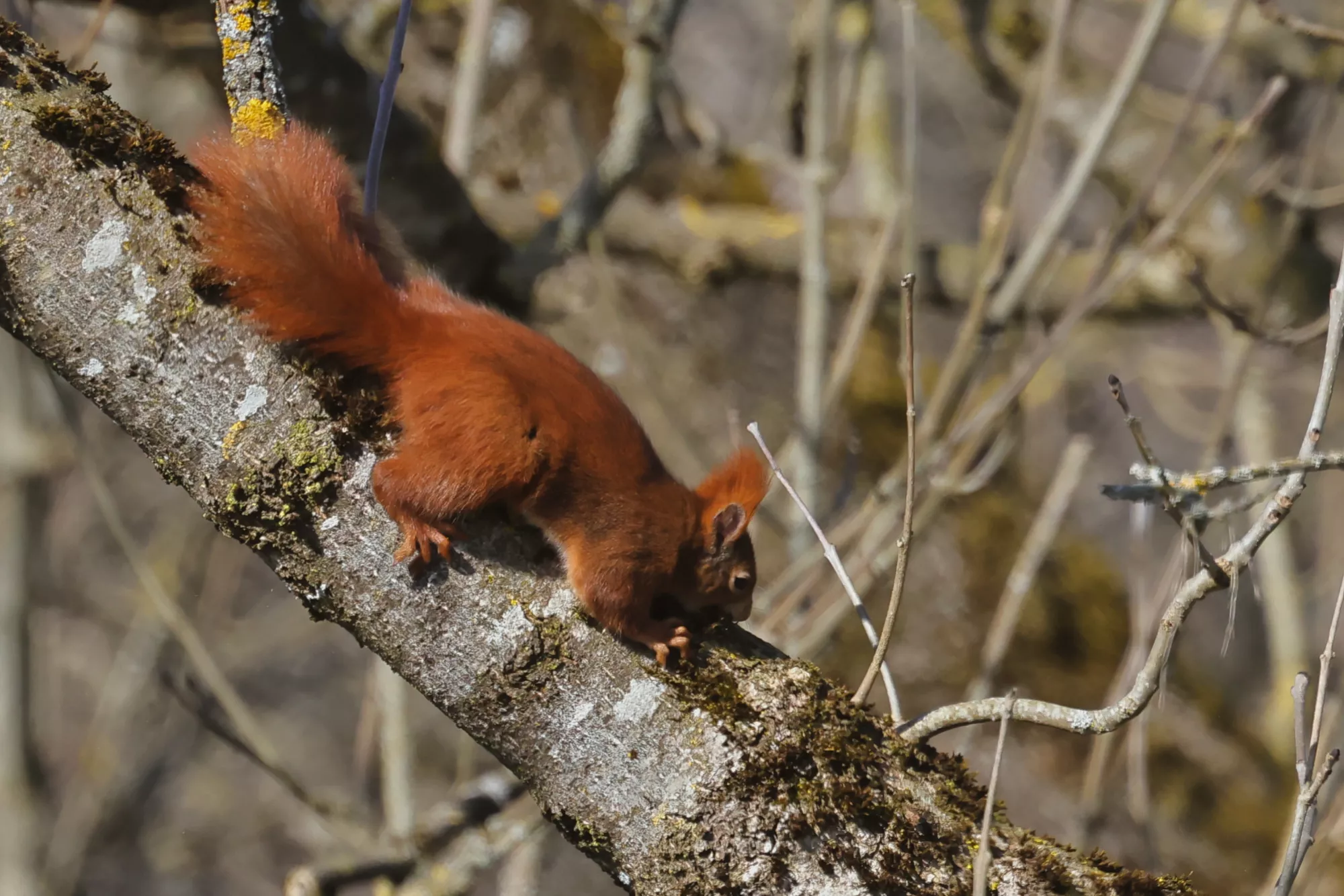 Ein Eichhörnchen