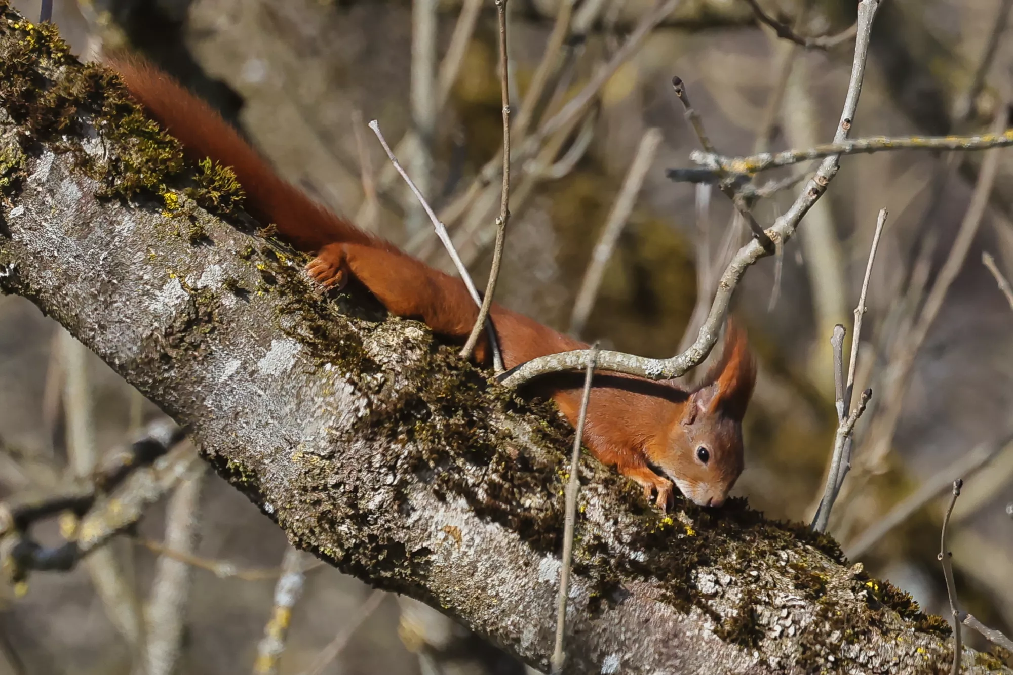 Ein Eichhörnchen