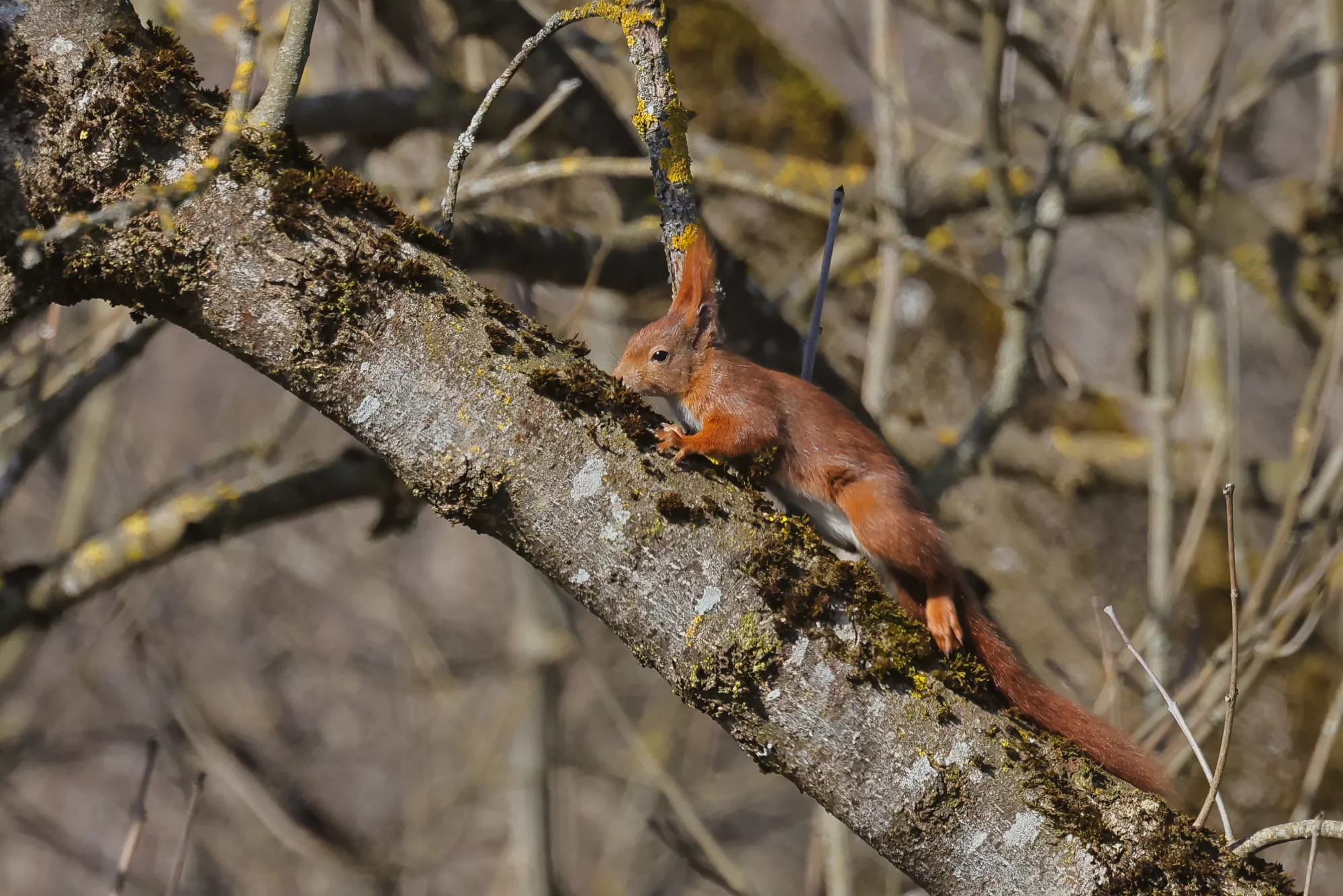 Ein Eichhörnchen