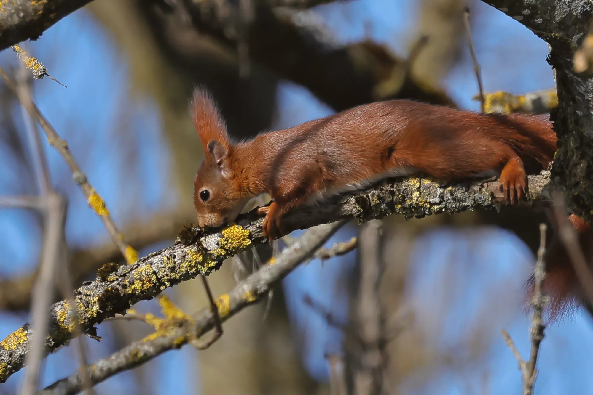 Ein Eichhörnchen