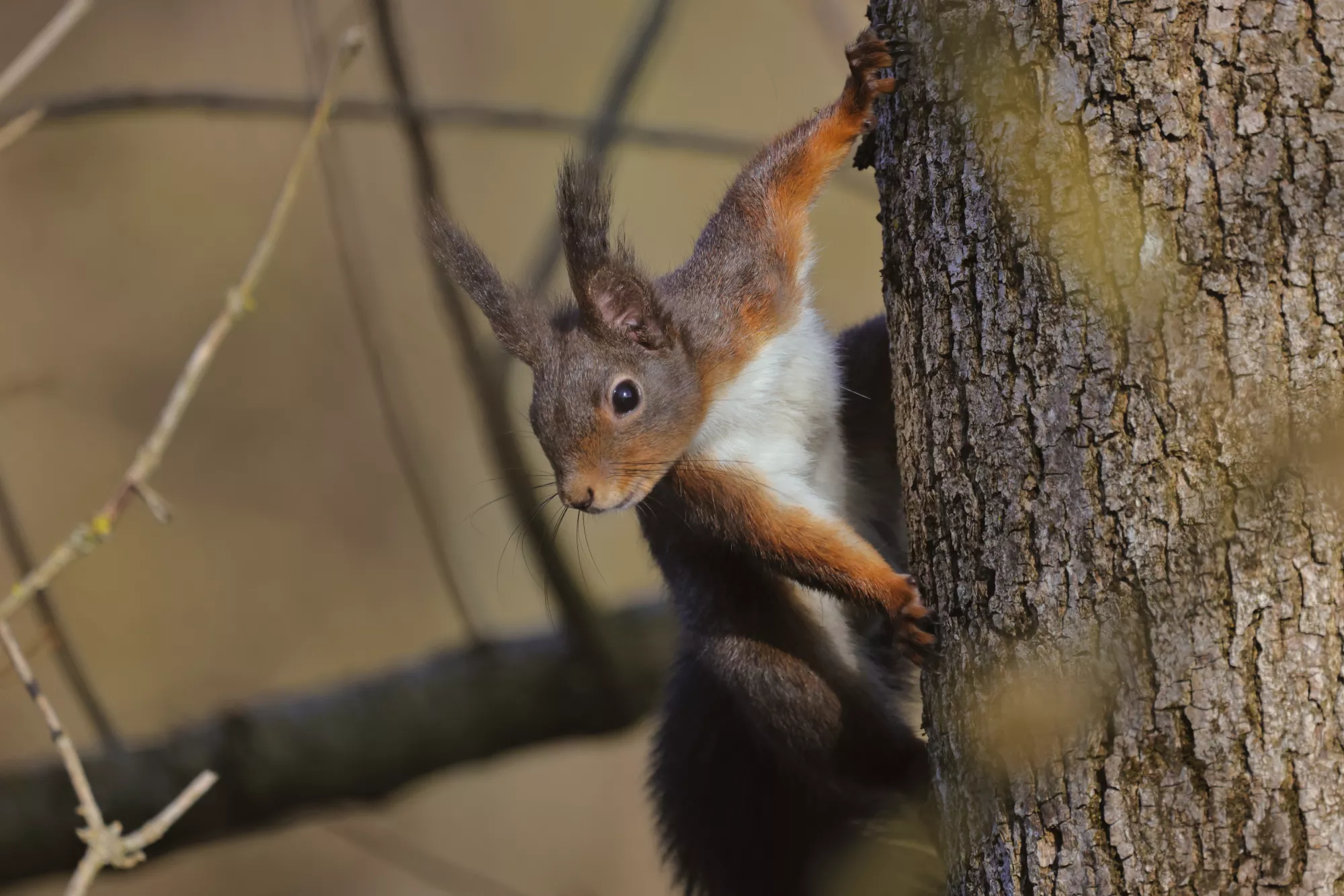 Ein Eichhörnchen