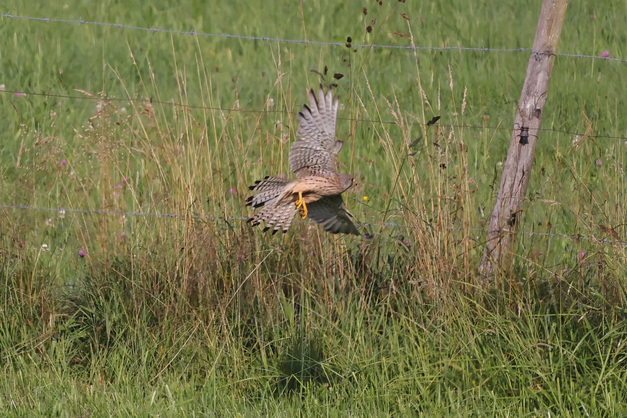 Ein Turmfalke
