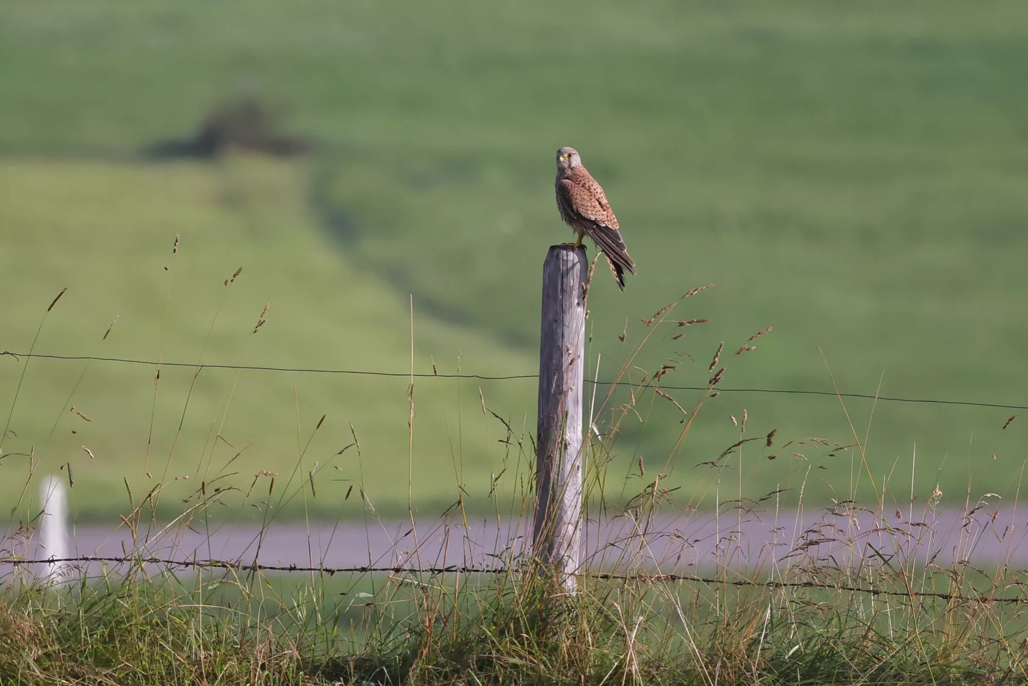 Ein Turmfalke