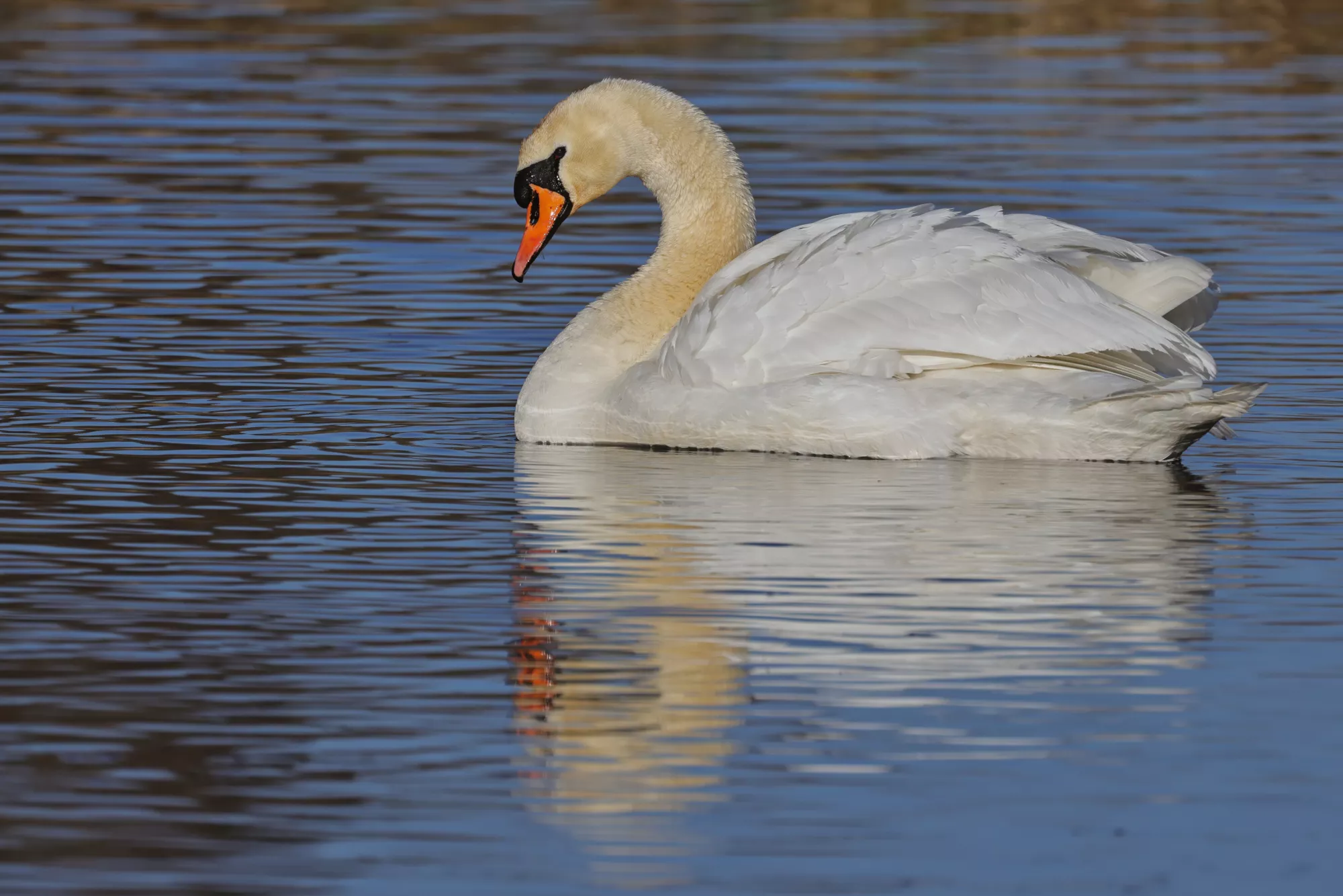 Ein Schwan