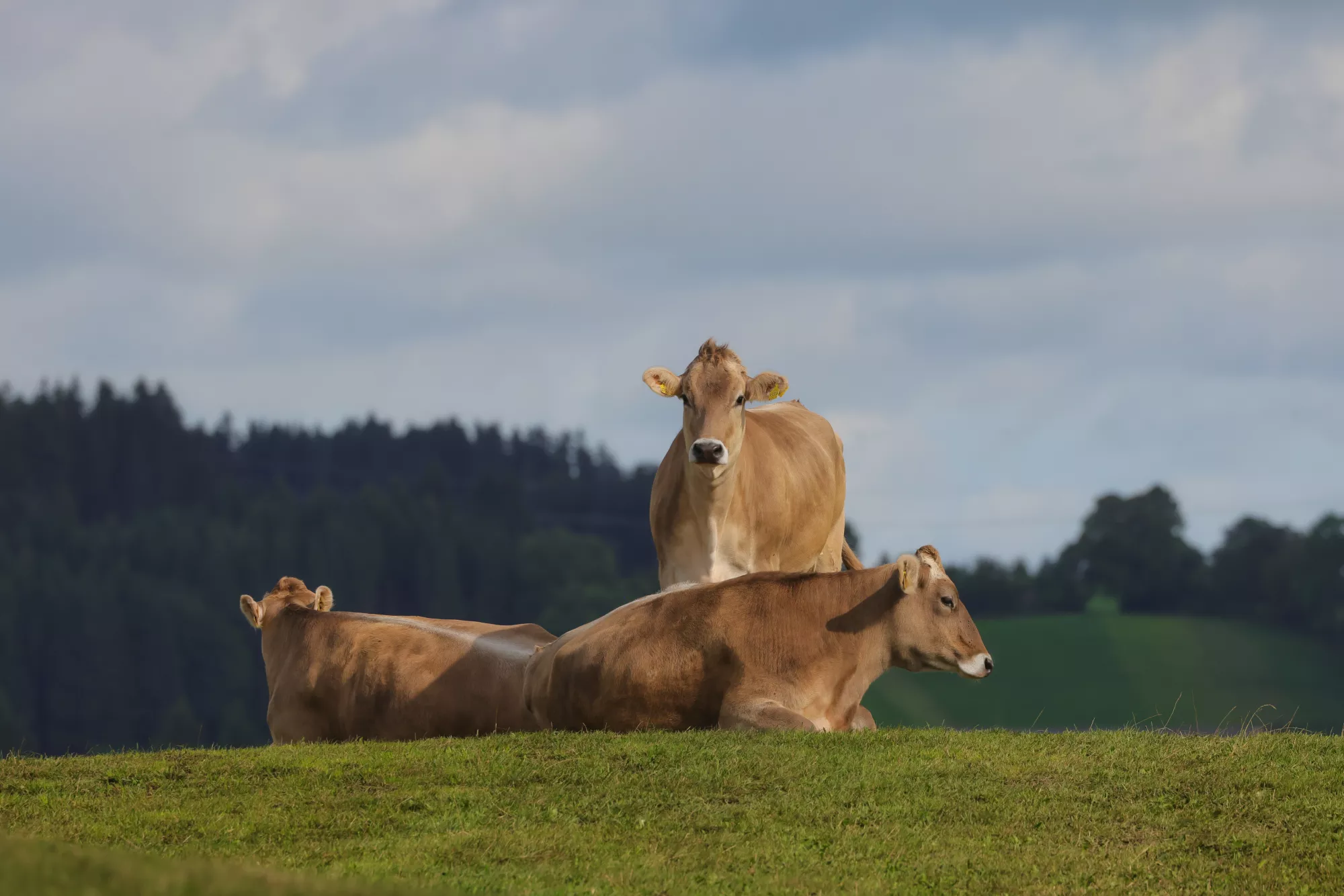 Allgäuer Hügellandschaft mit Kühen bei Aitrang mit Feldern, Wiesen und weiter Sicht