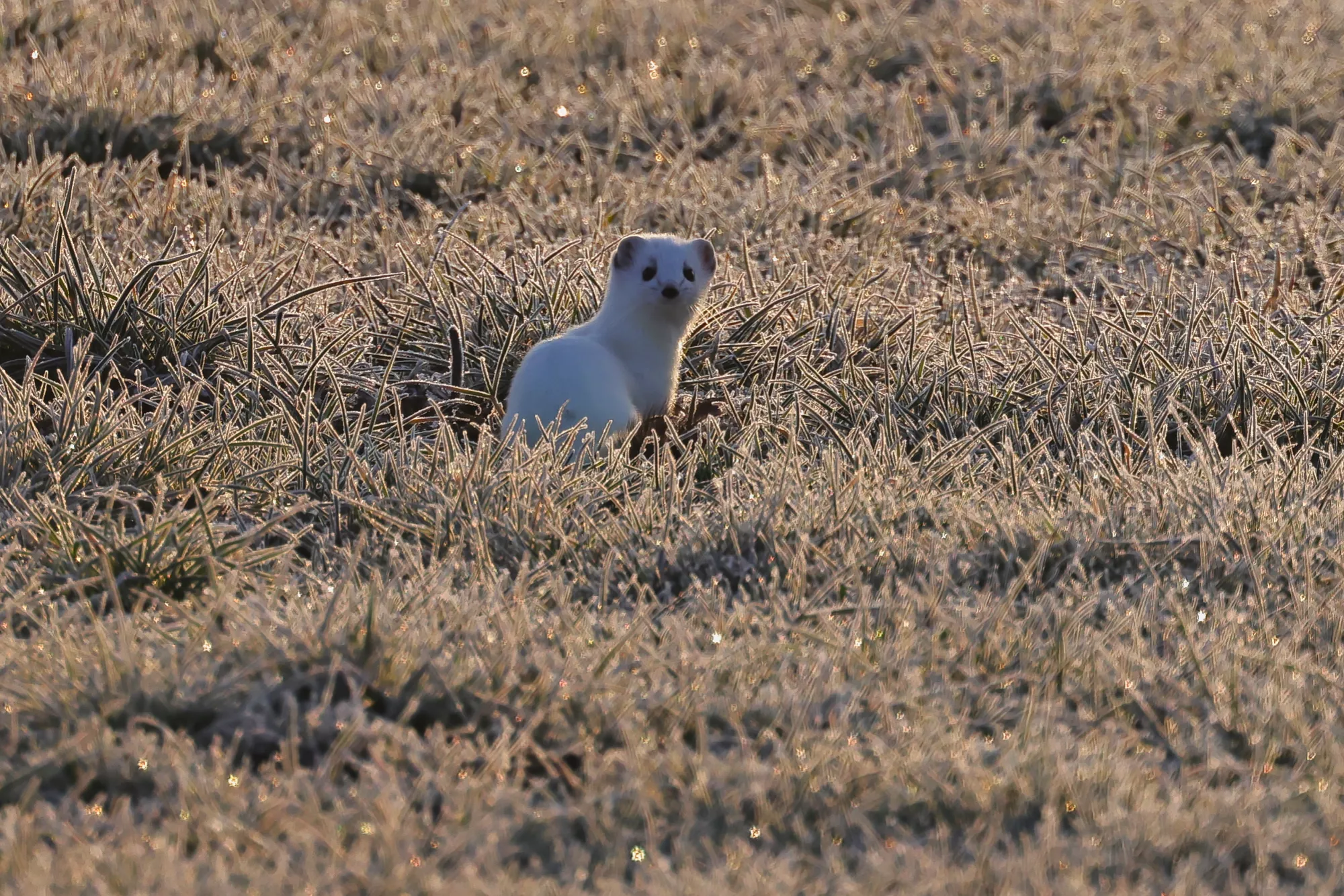 Ein Hermelin im Winter
