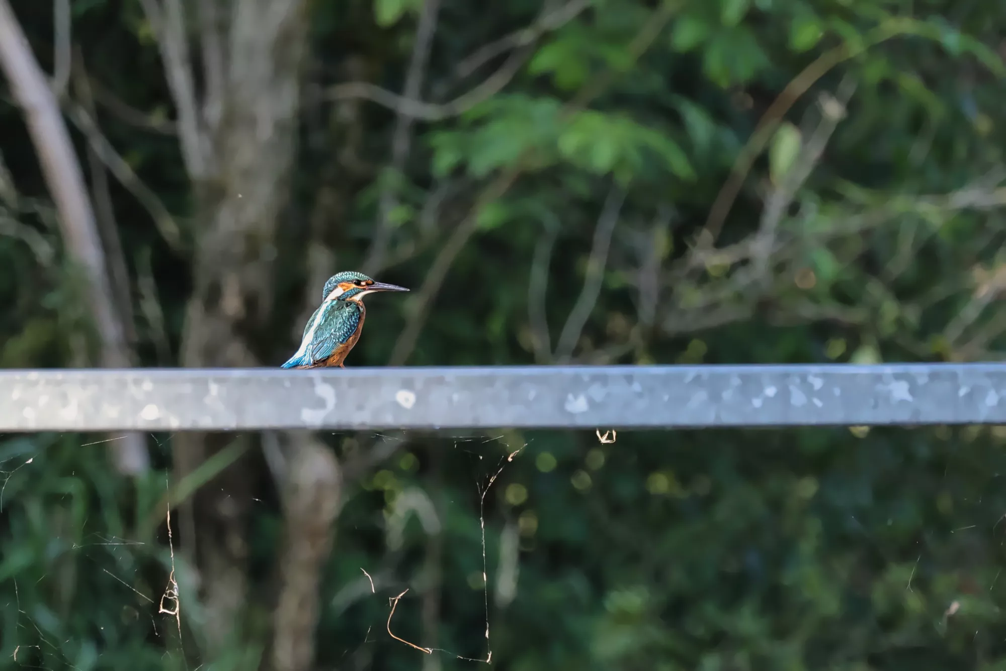 Ein Eisvogel an der Kirnach