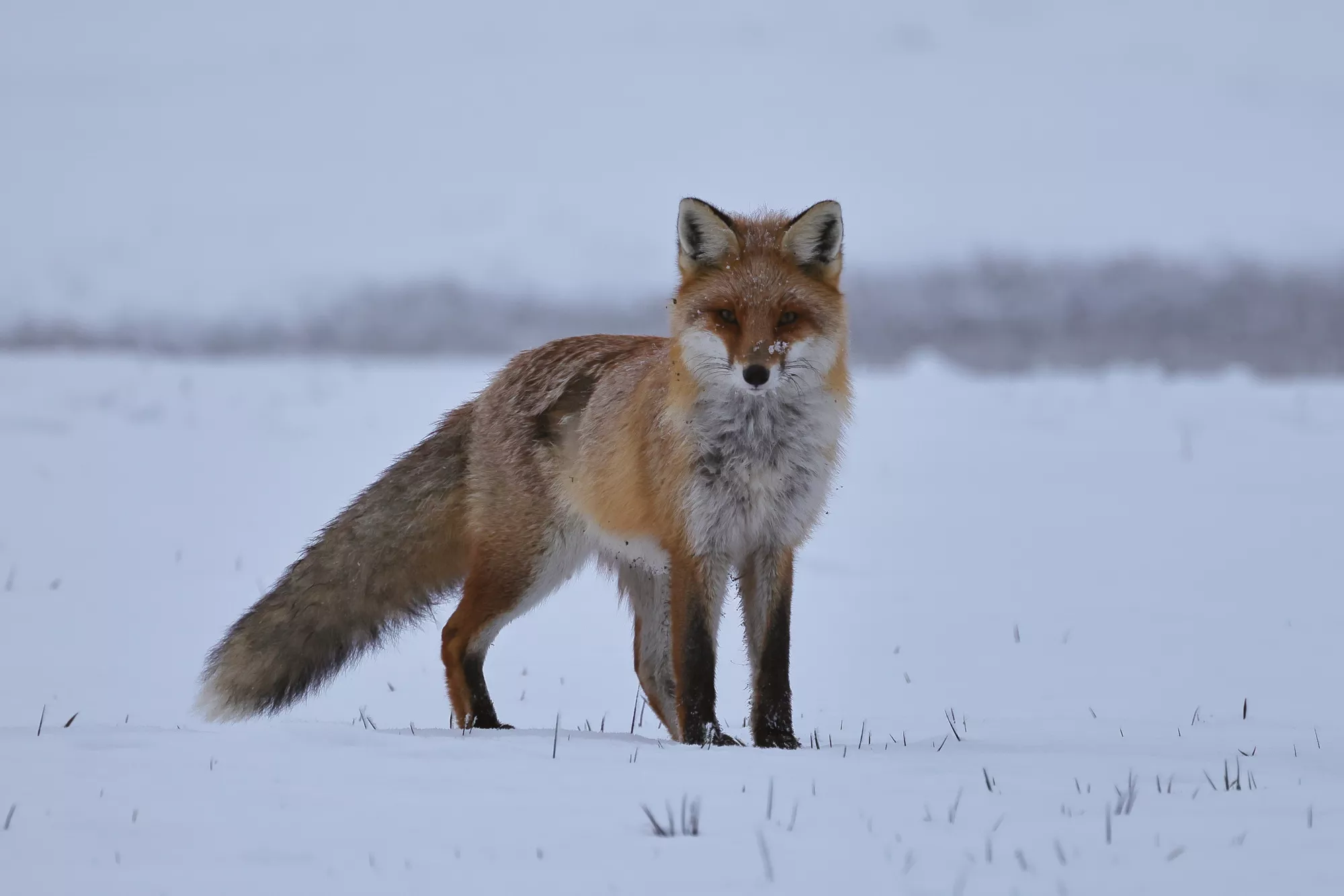 Ein Rotfuchs im Winter