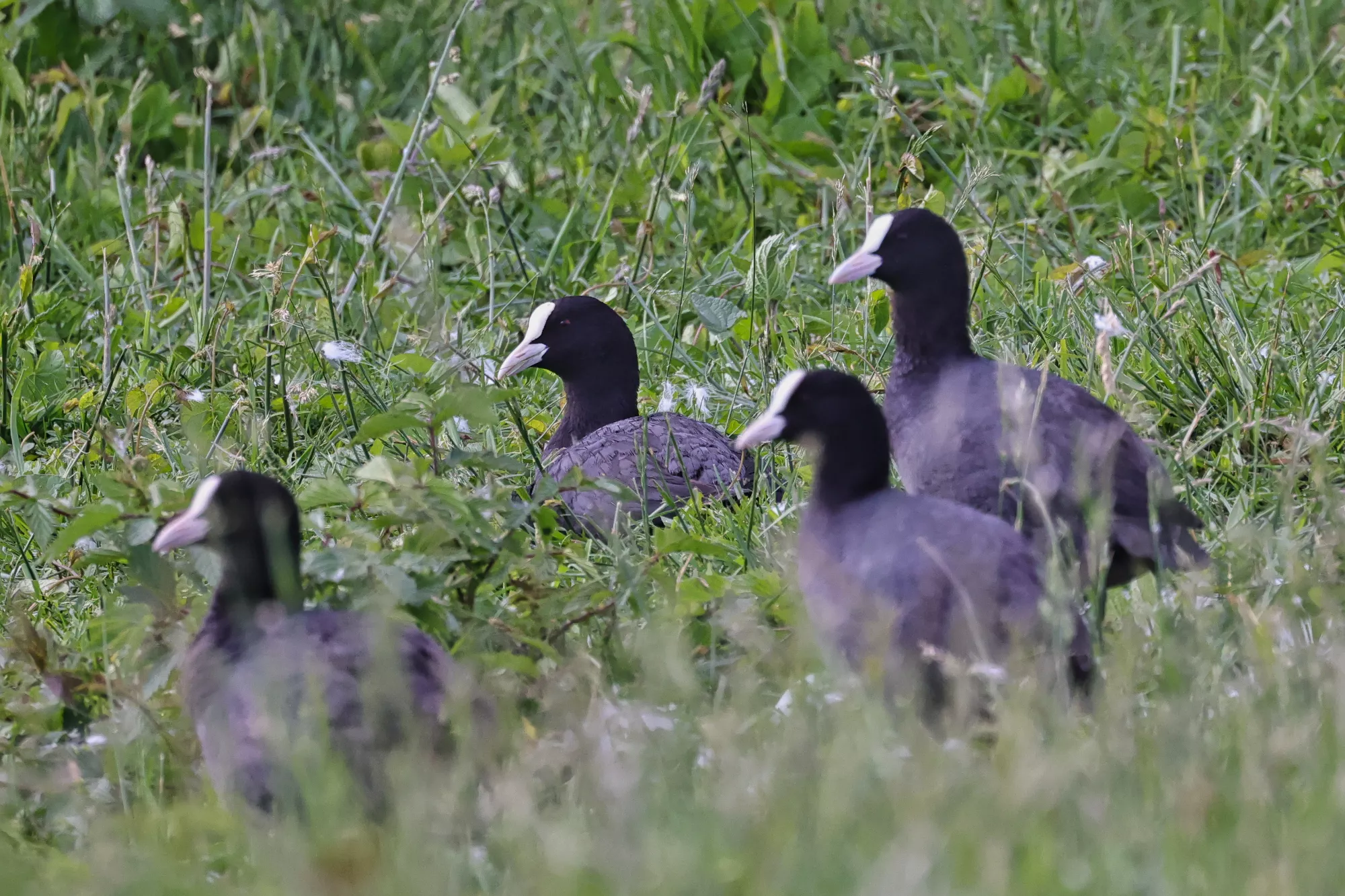 Wasservogel am Ufer des Elbsees im natürlichen Lebensraum