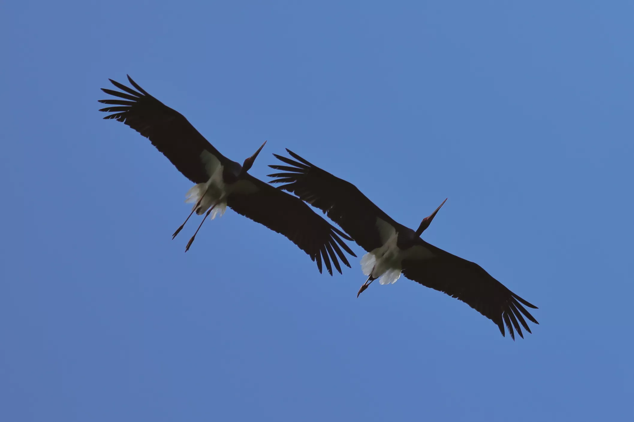 Schwarzstörche im Flug