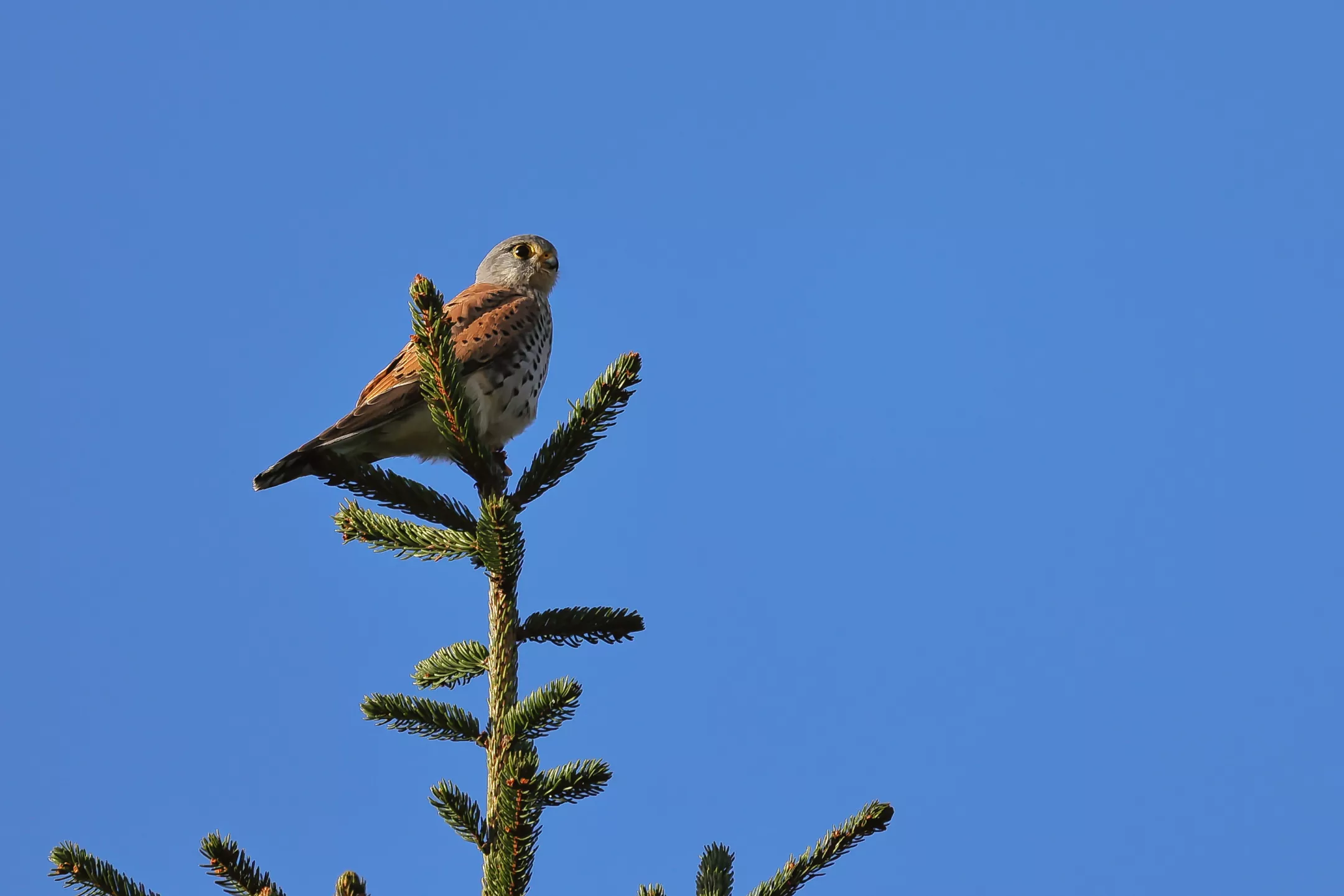 Ein Turmfalke