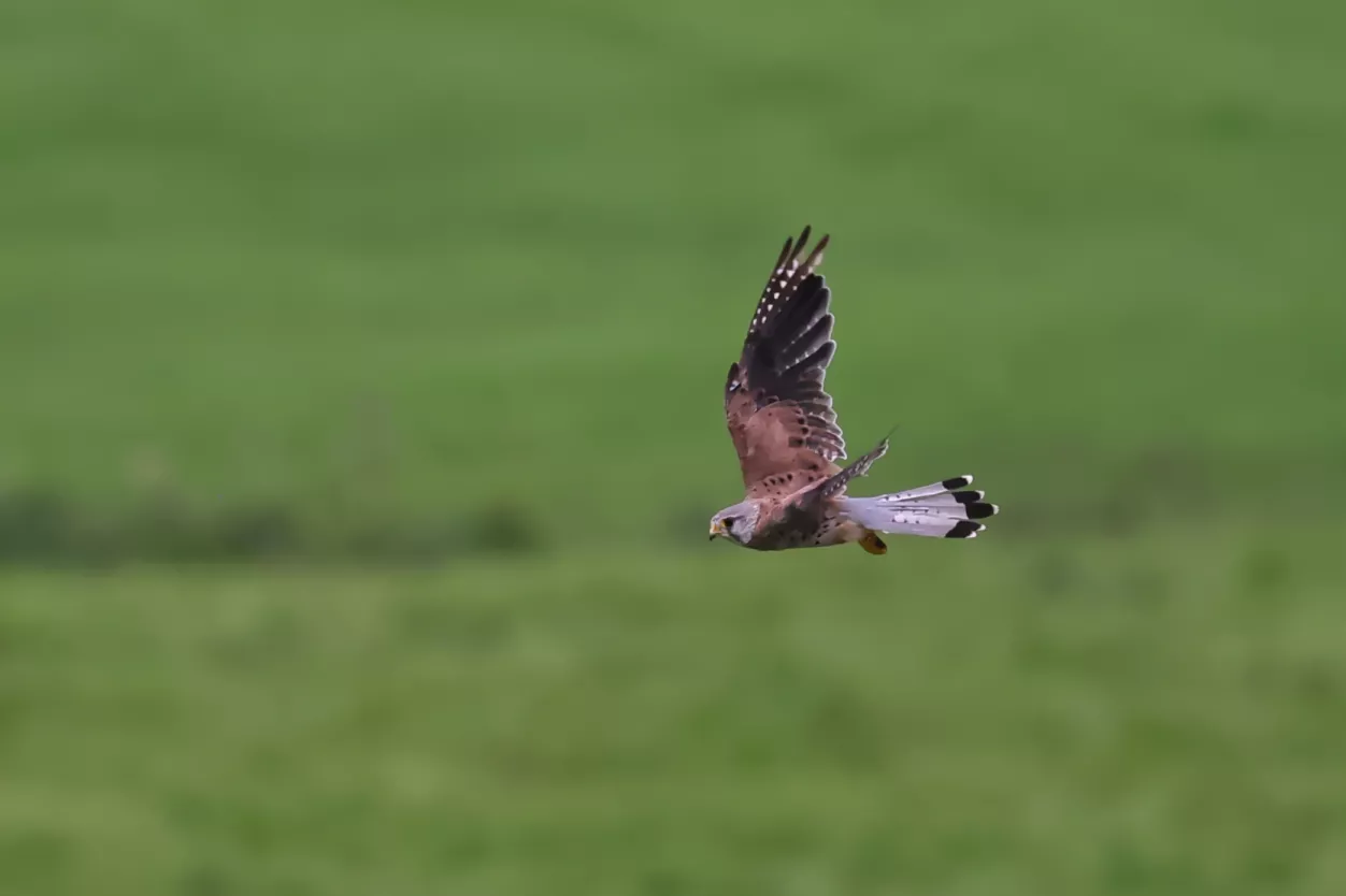 Ein Turmfalke