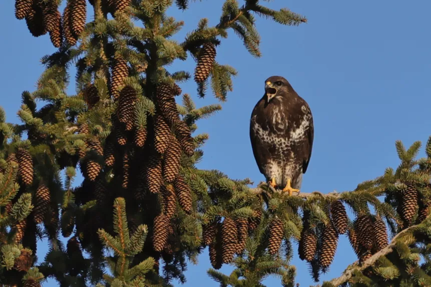 Greifvogel im Flug mit ausgebreiteten Schwingen