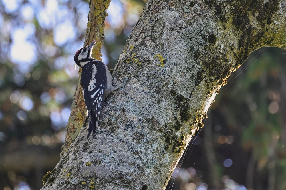 Specht an einem Baumstamm im Waldgebiet