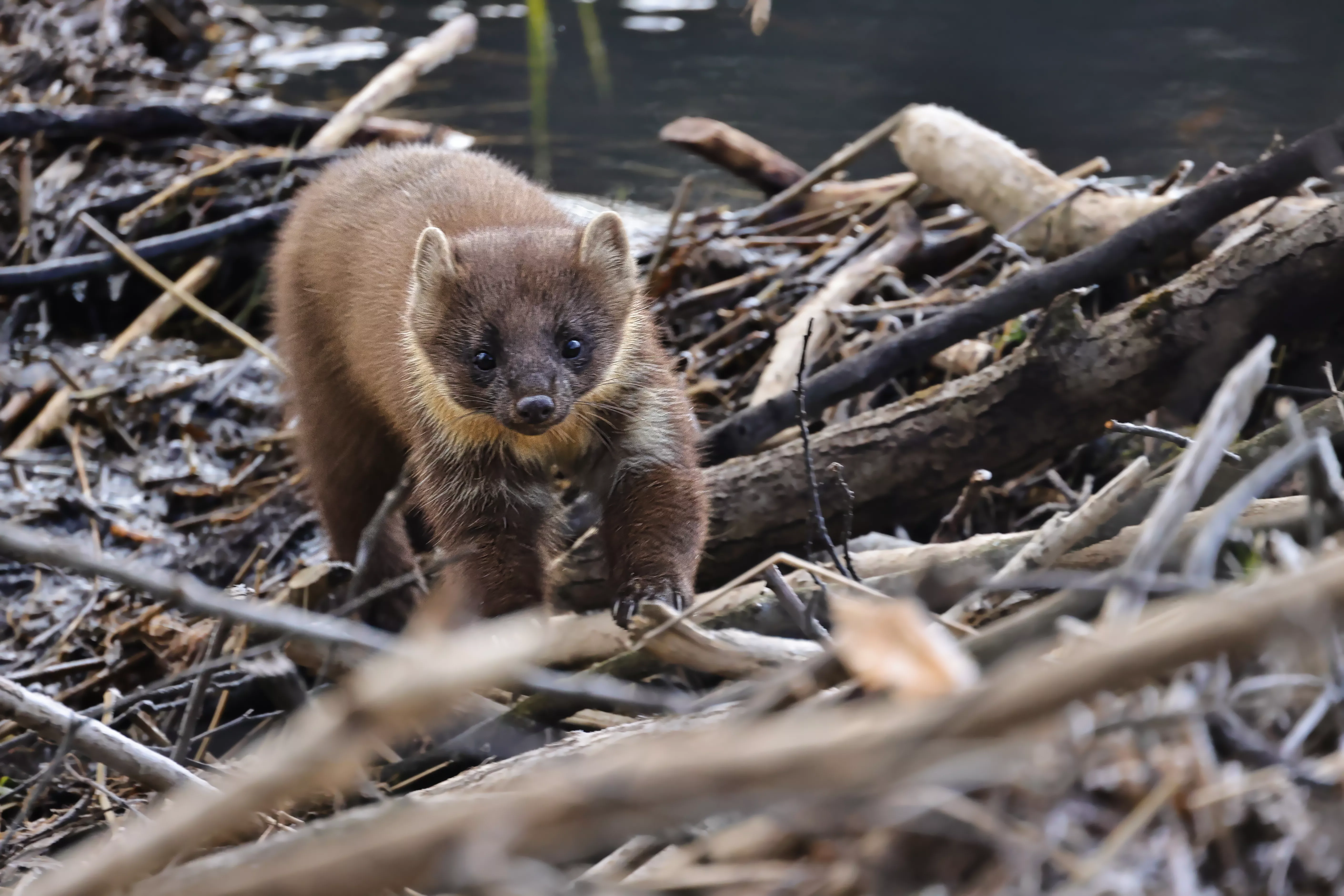 Ein Baummarder