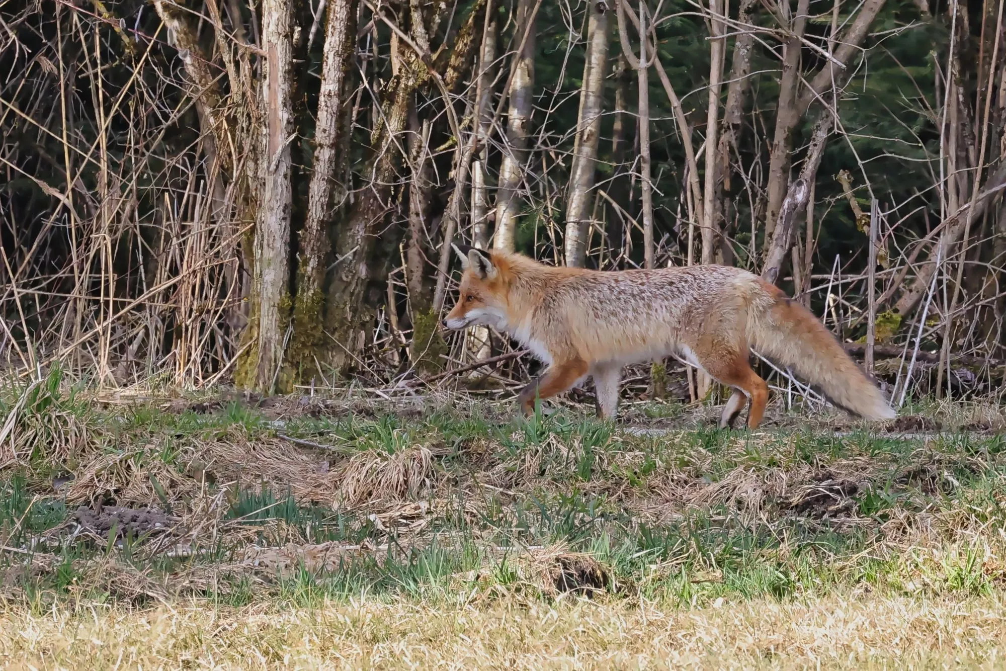 Ein Rotfuchs