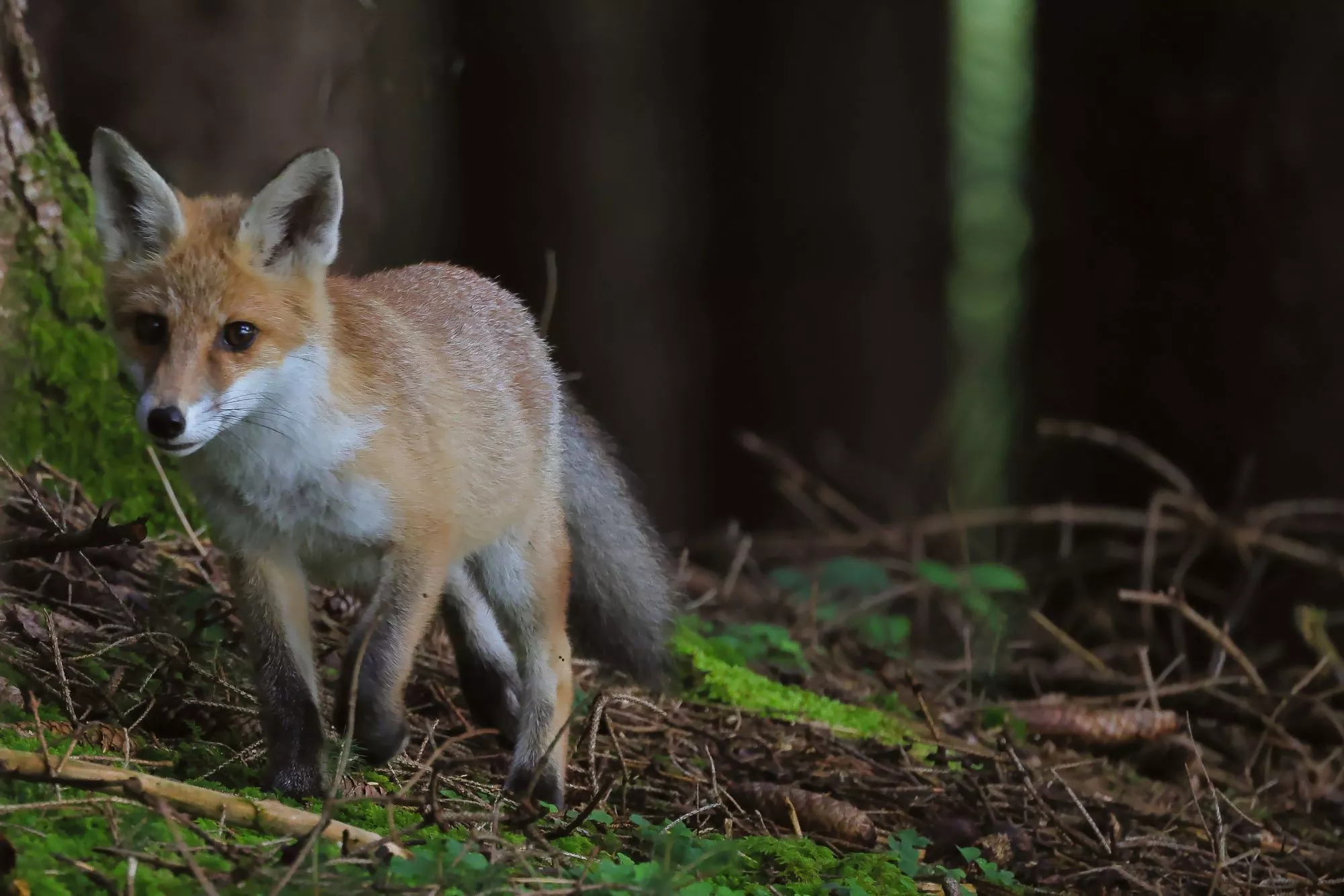 Ein junger Rotfuchs