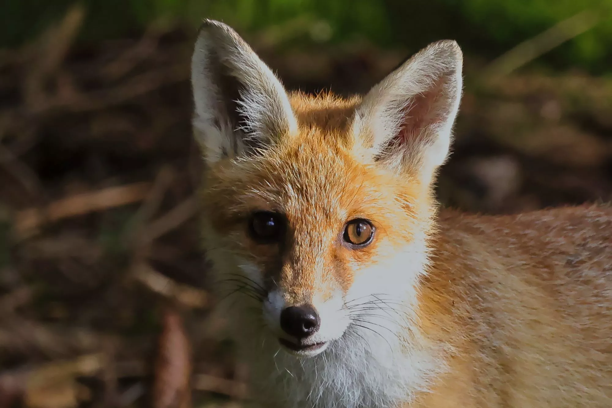 Ein junger Rotfuchs