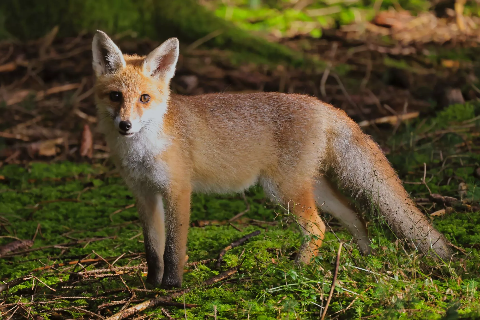 Ein Rotfuchs