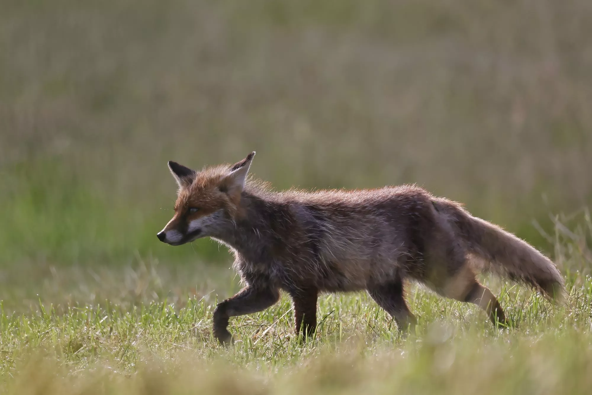 Ein Rotfuchs