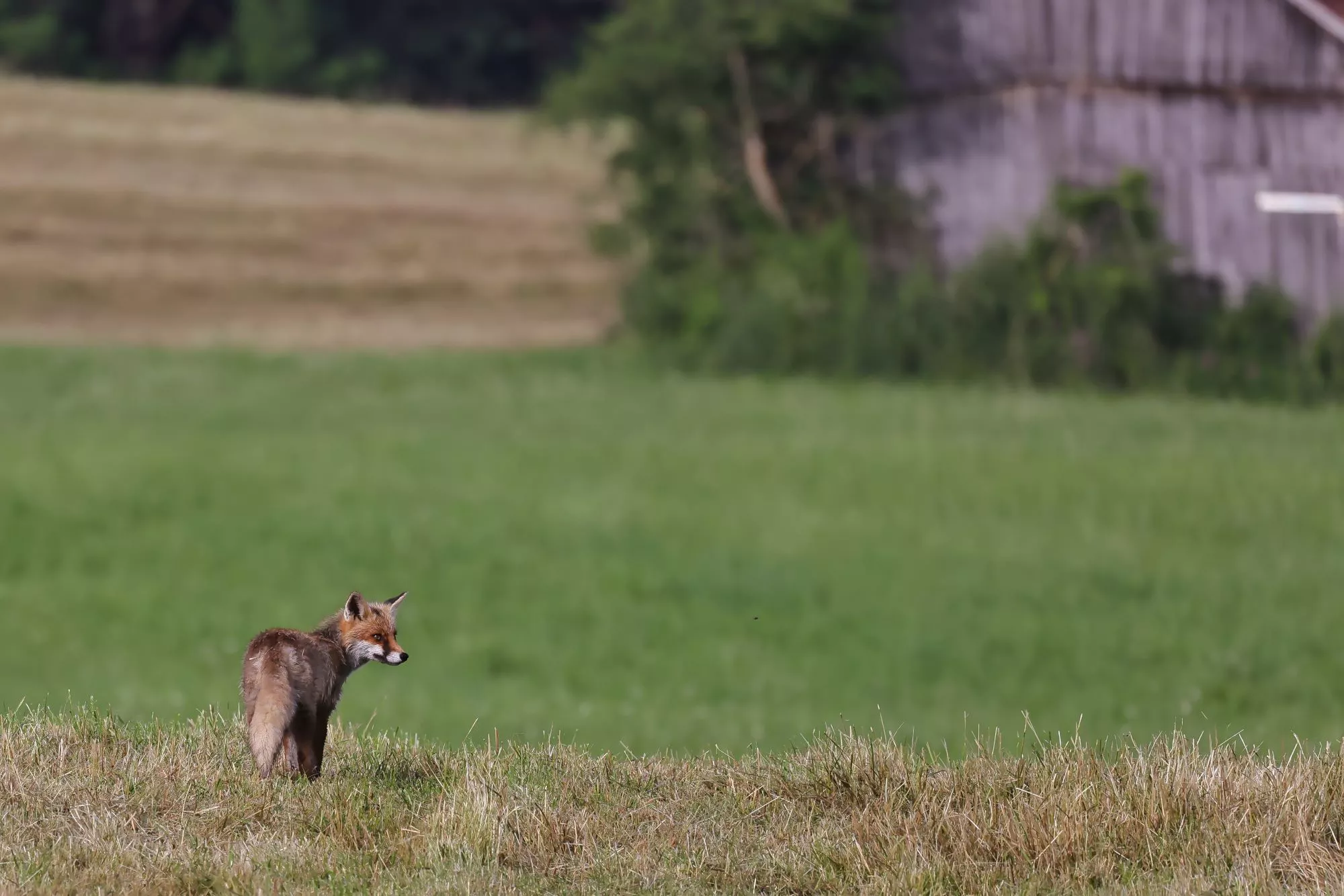 Ein Rotfuchs
