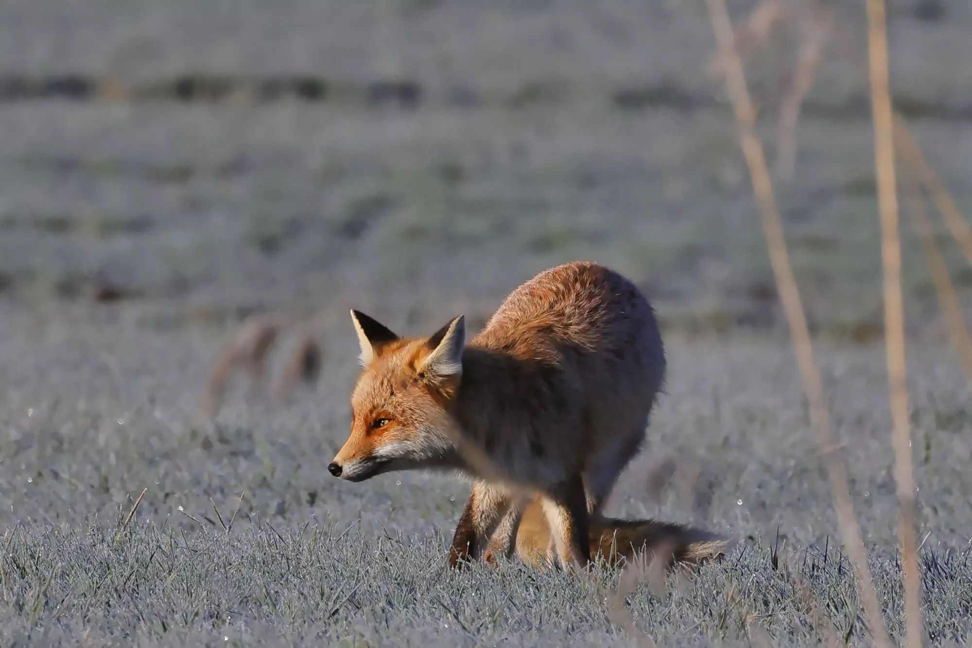 Ein Rotfuchs