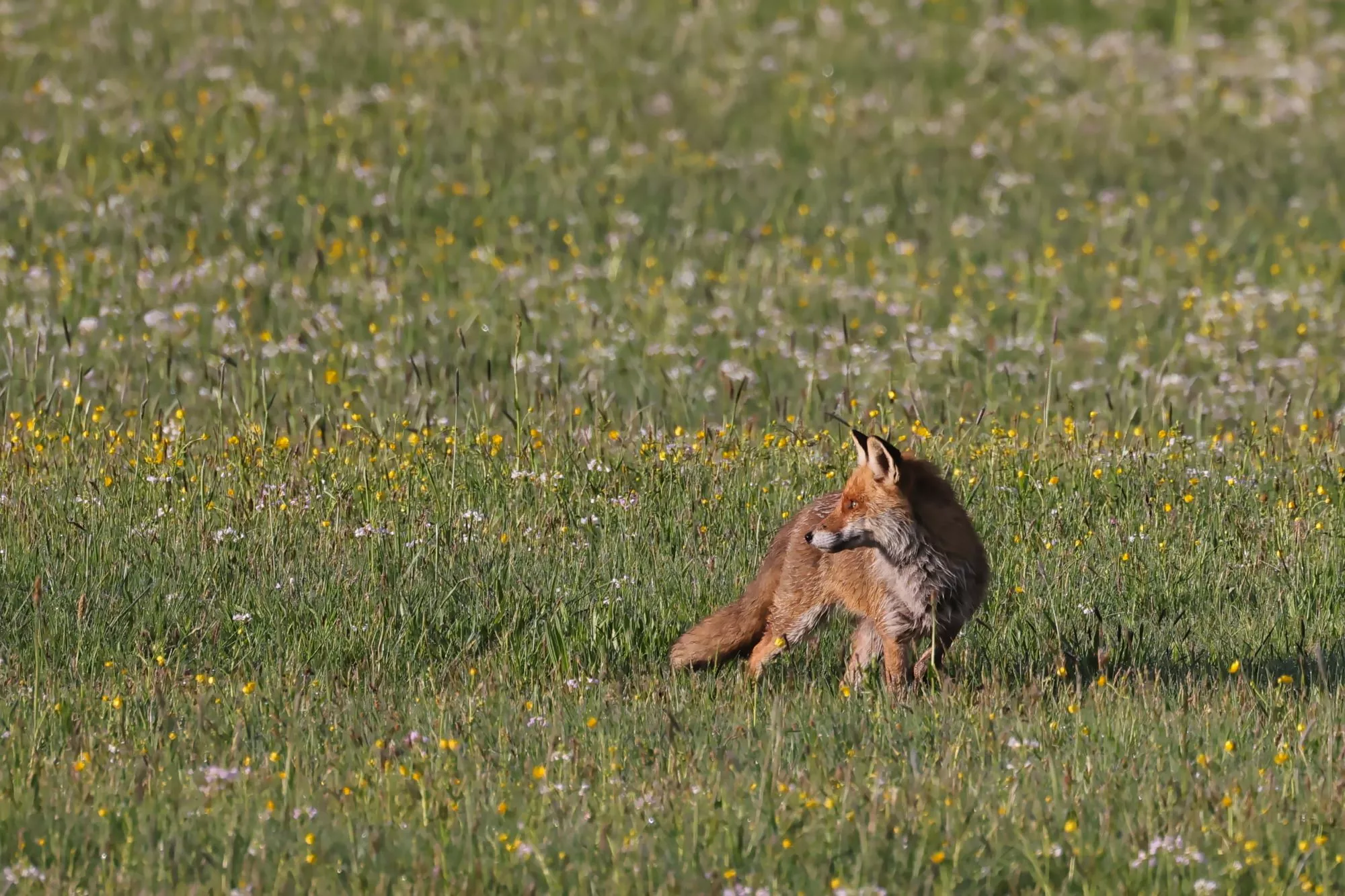 Ein Rotfuchs