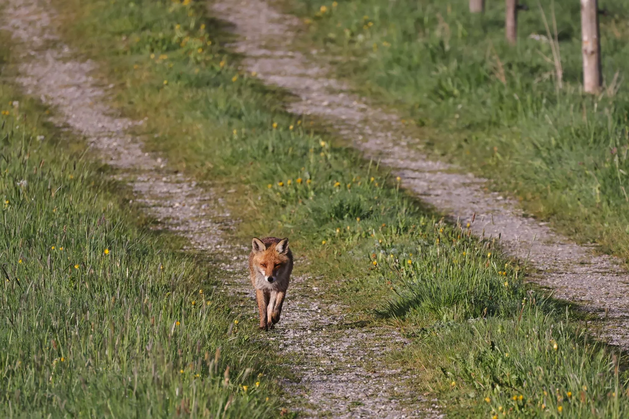 Ein Rotfuchs