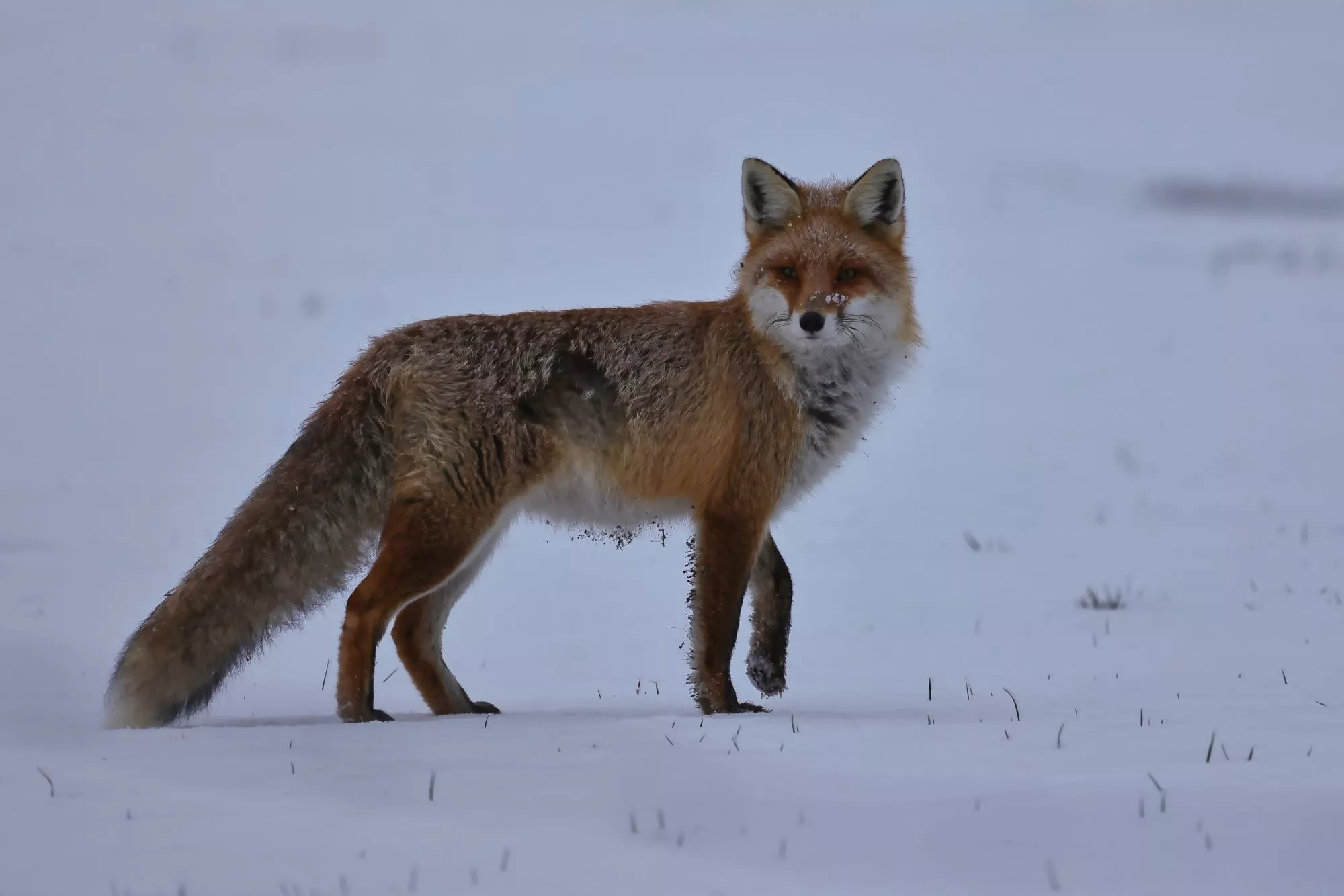 Ein Rotfuchs im Winter