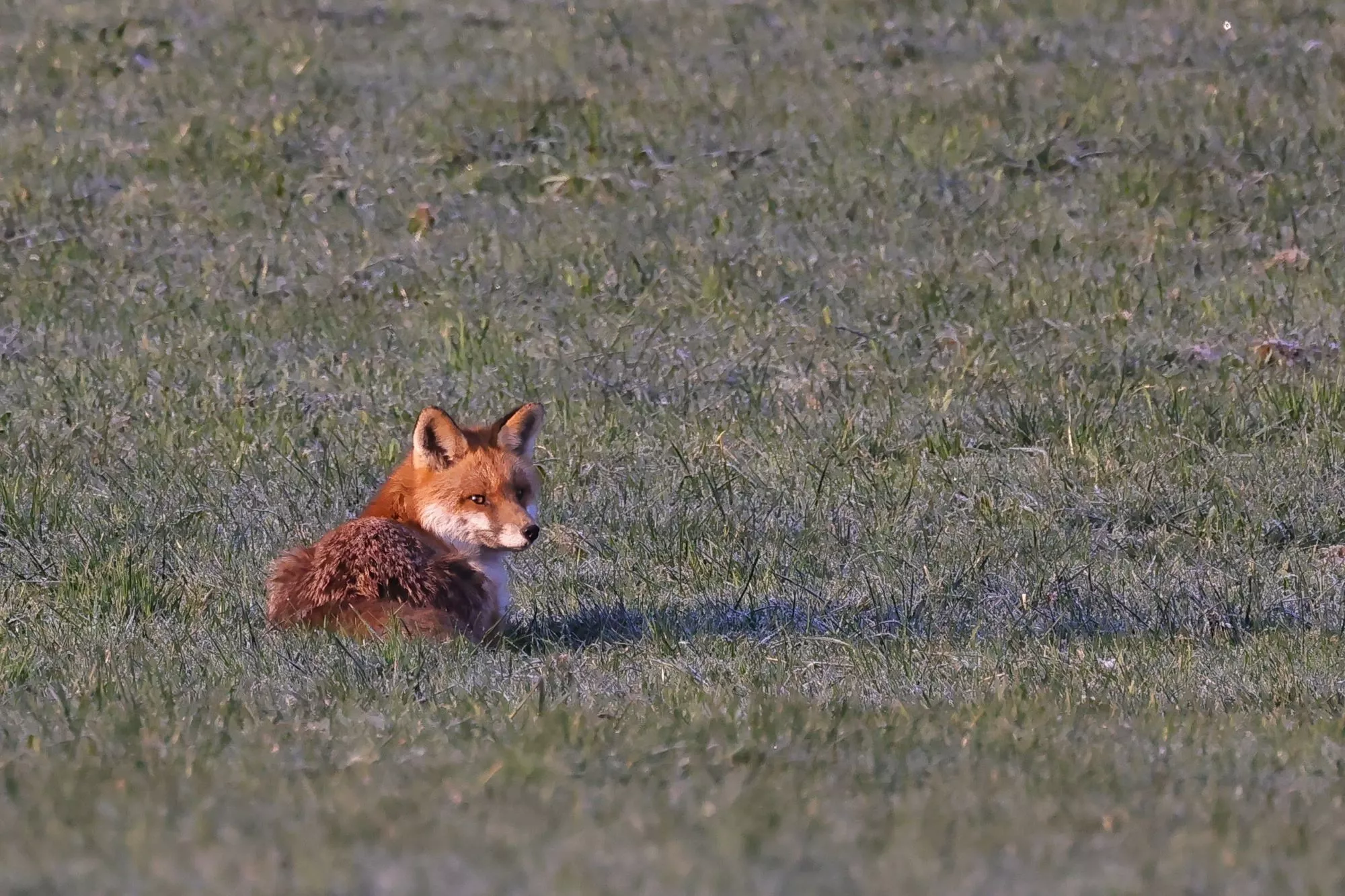 Ein Rotfuchs 