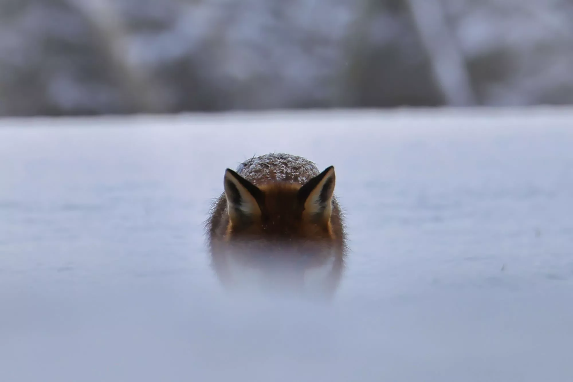 Ein Rotfuchs im Winter