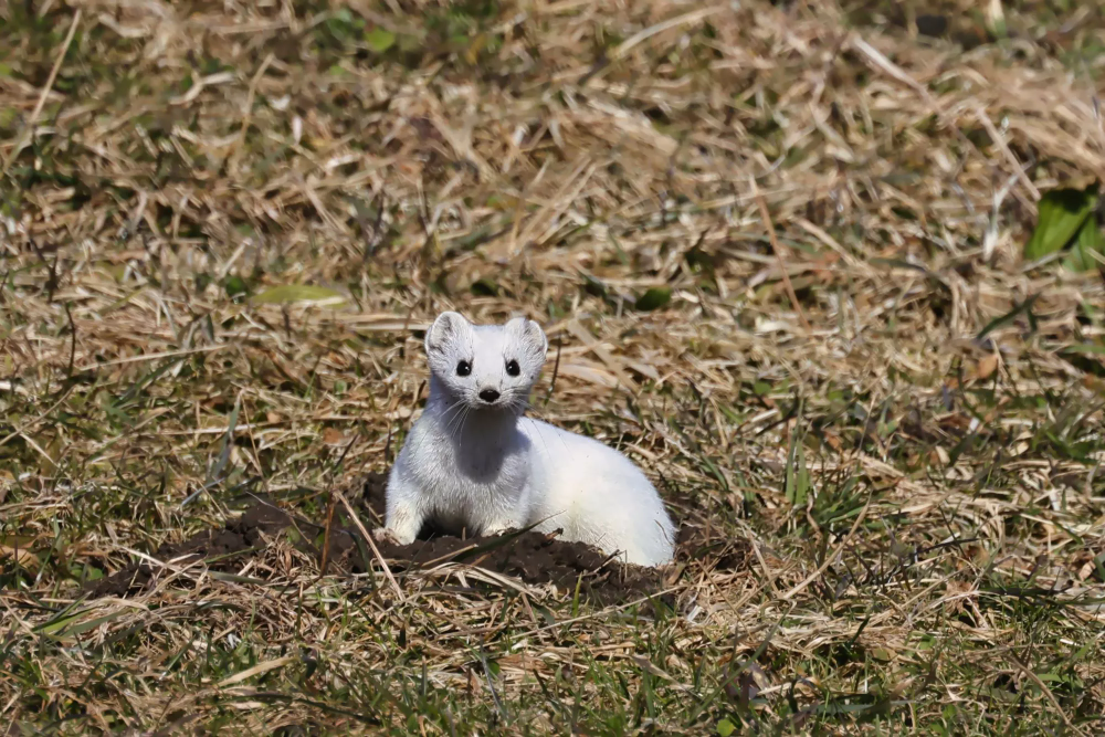 Hermelin oder anderes kleines Raubtier im Gras