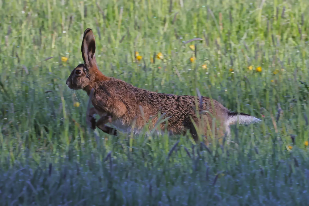Reh oder Hase auf einer Wiese im Allgäu