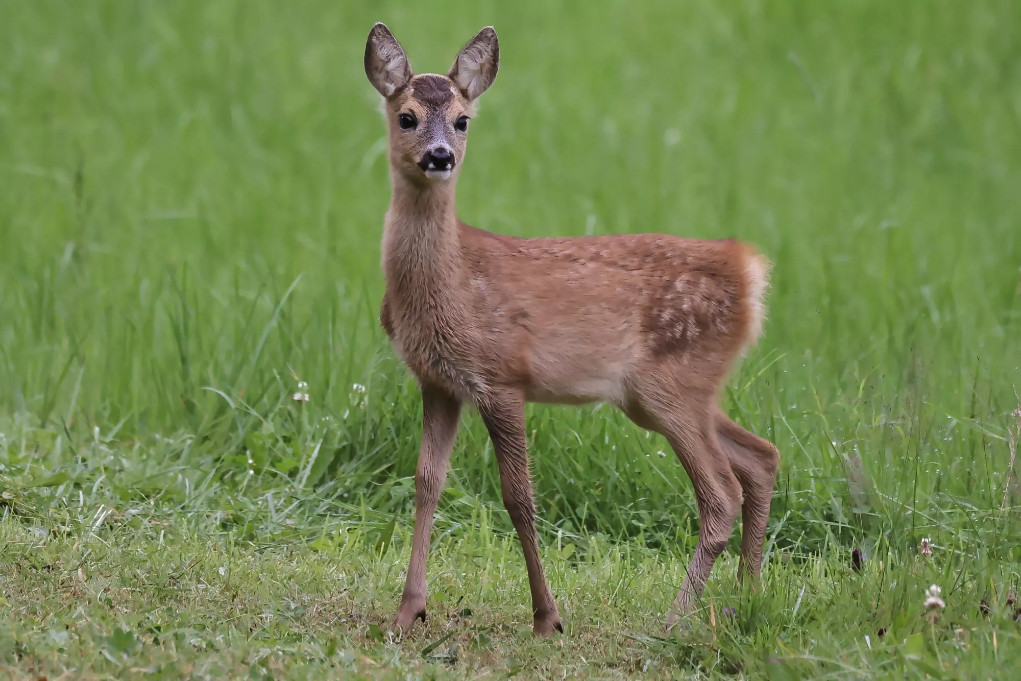 Ein Ricke mit Jungtiere