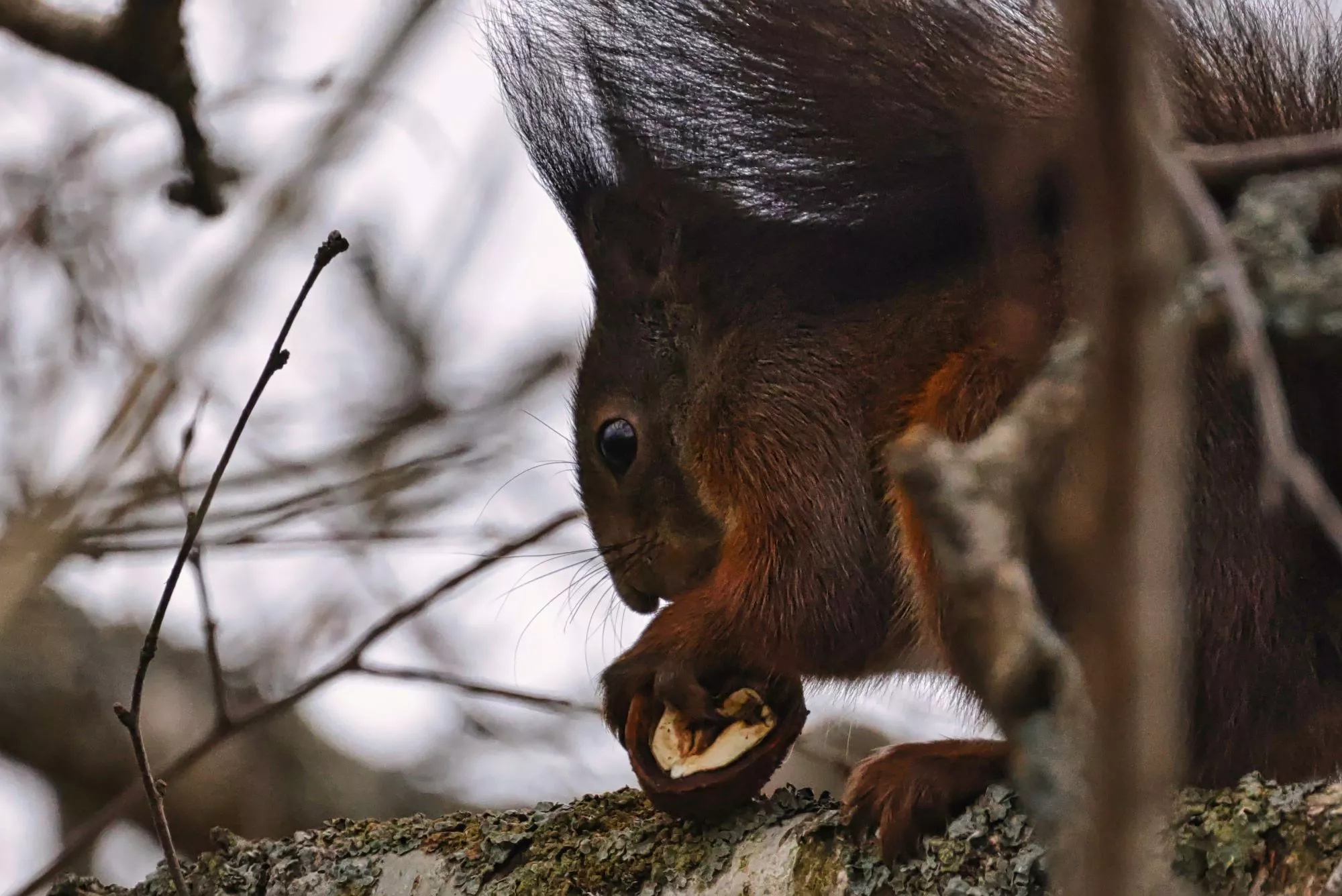 Ein Eichhörnchen