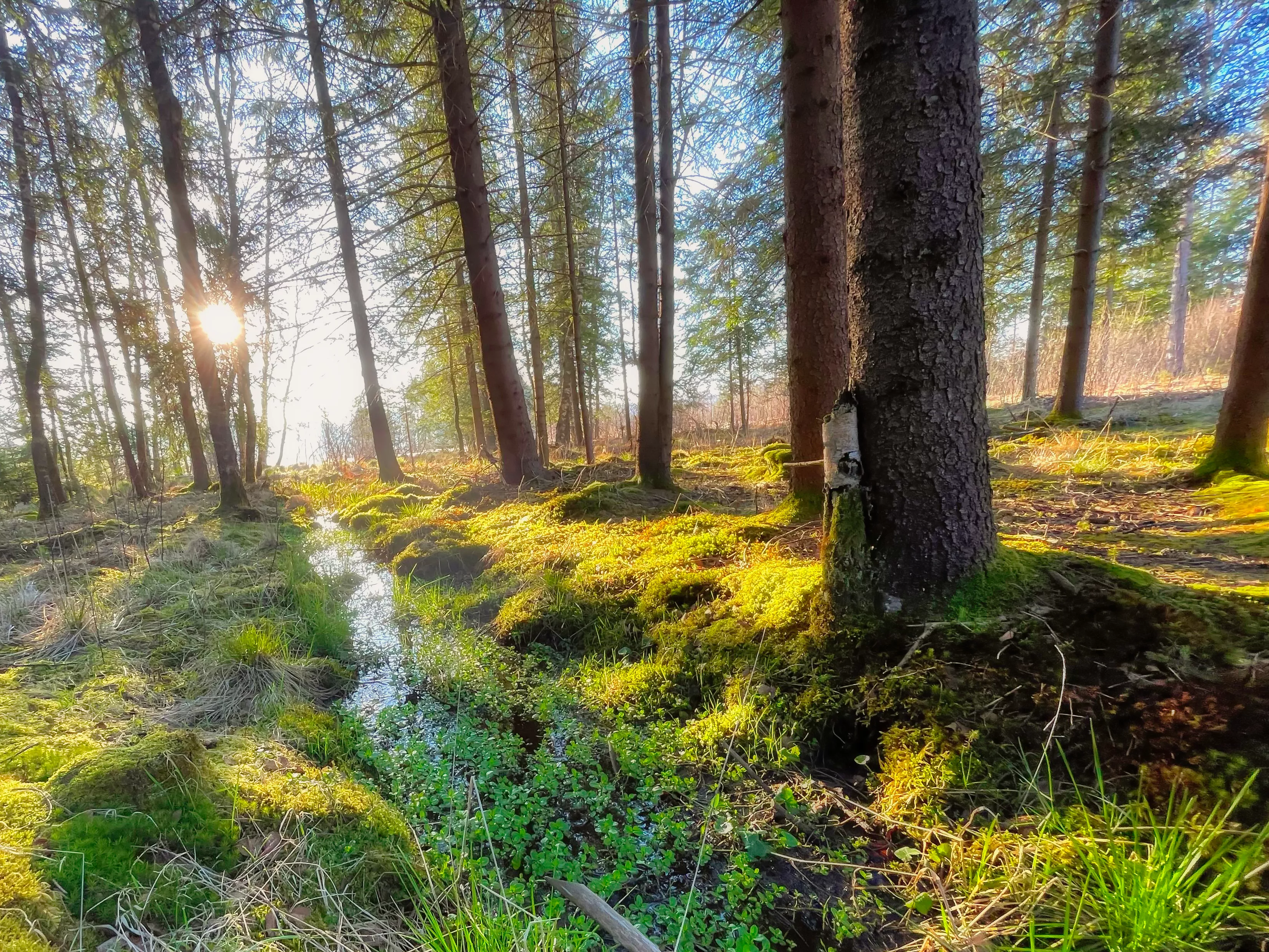 Mischwald bei Aitrang mit dichtem Grün und natürlicher Lichtstimmung