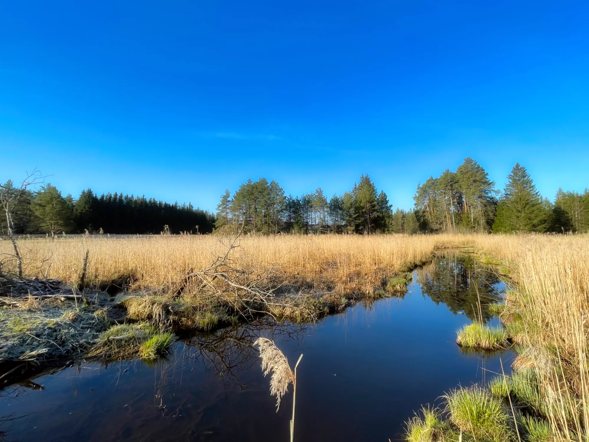 Elbsee bei Aitrang mit ruhiger Wasserfläche und Spiegelungen der Landschaft.