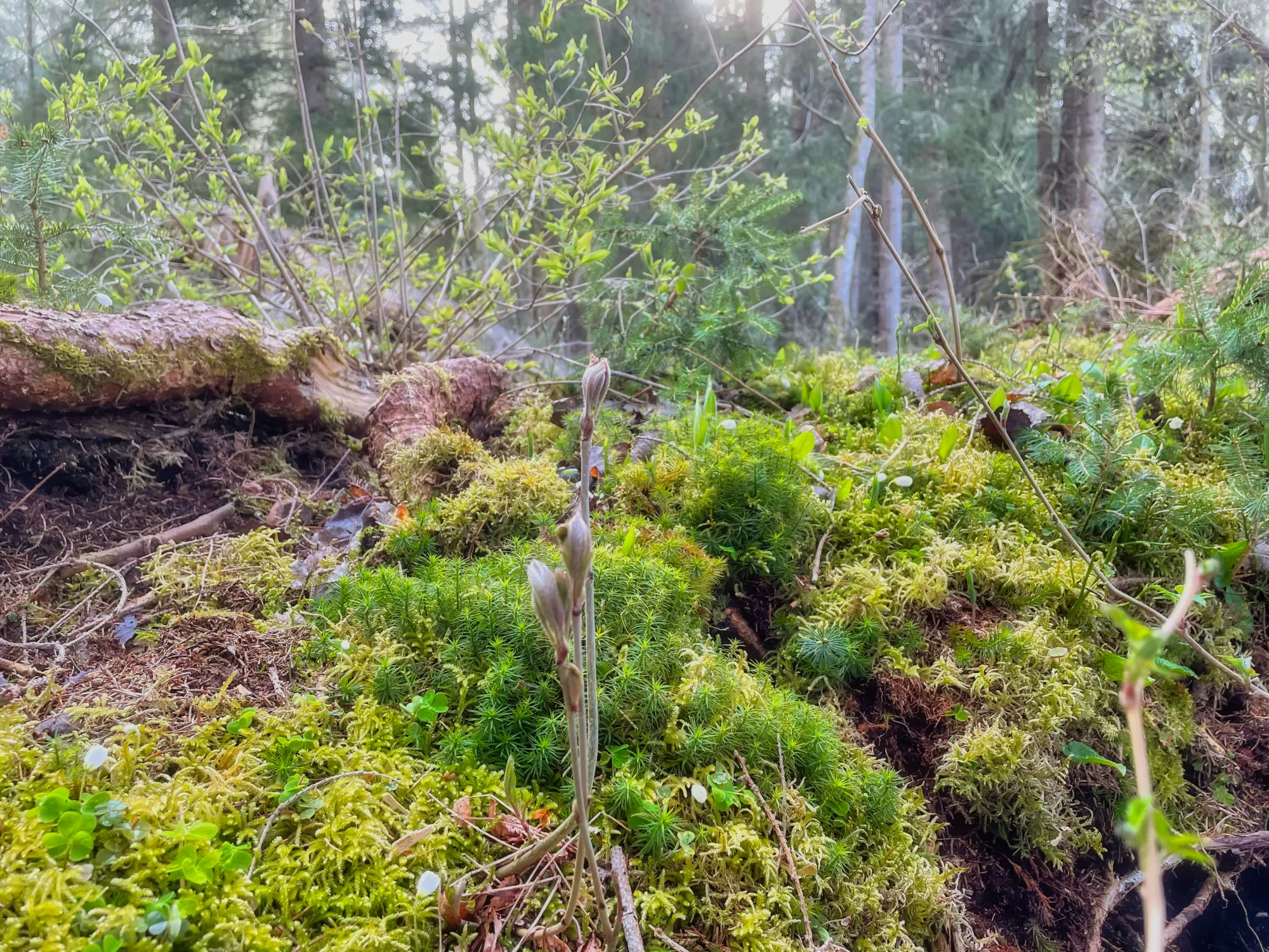 Waldboden im Sumpfgebiet
