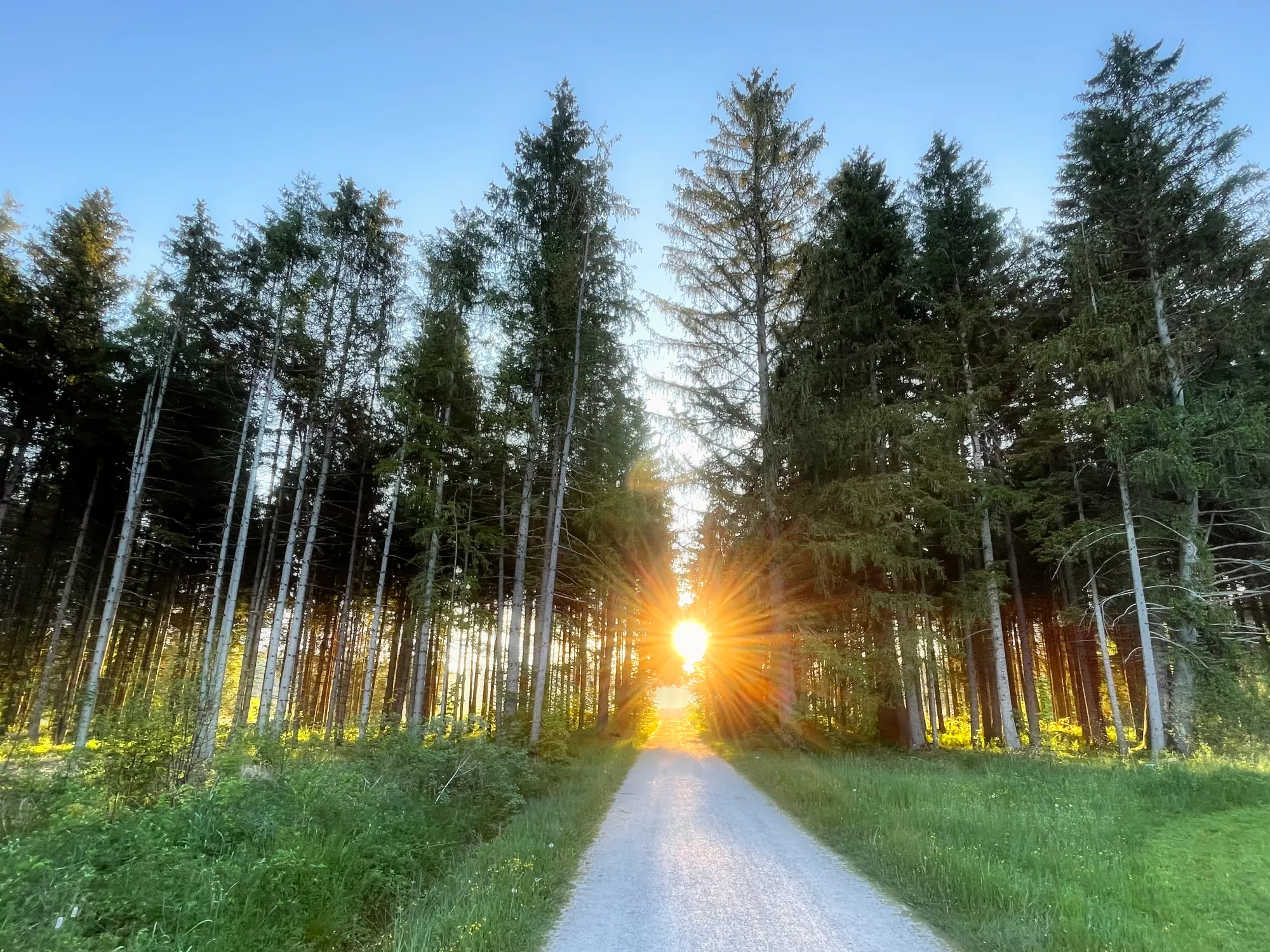 Mischwald bei Aitrang mit dichtem Grün und natürlicher Lichtstimmung