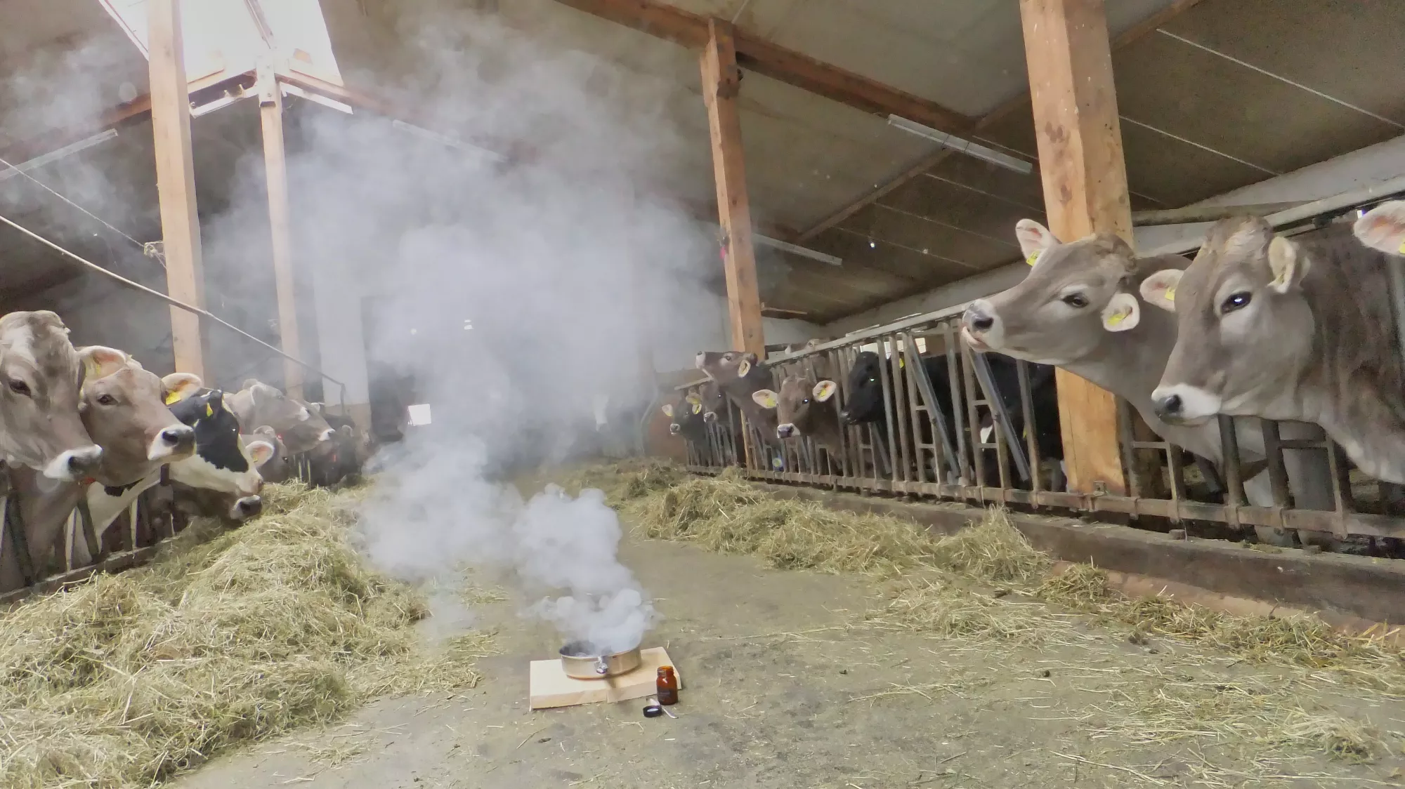 Räuchern des Rinderstalls in den Raunächte