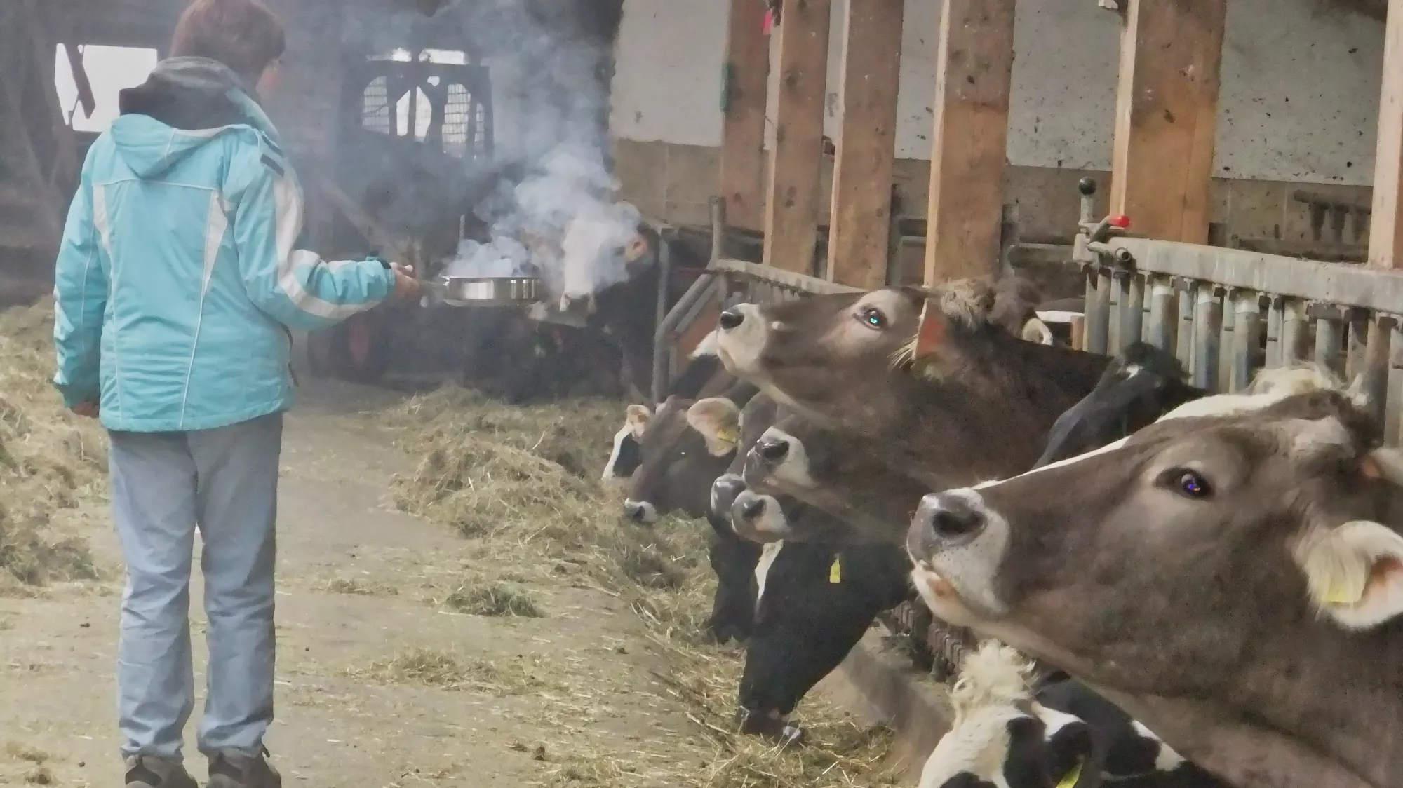 Räuchern des Rinderstalls in den Raunächte