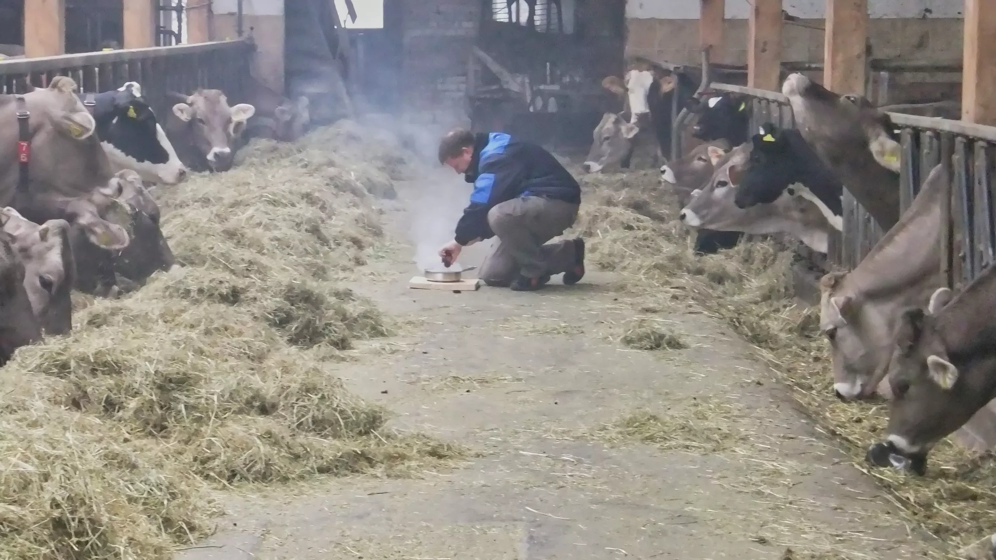 Räuchern des Rinderstalls in den Raunächte
