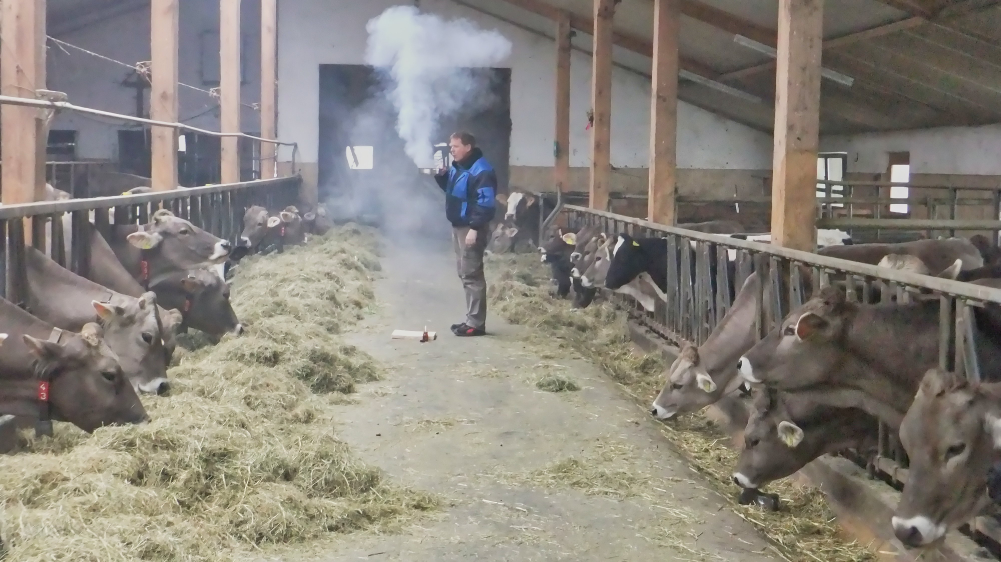 Räuchern des Rinderstalls in den Raunächte